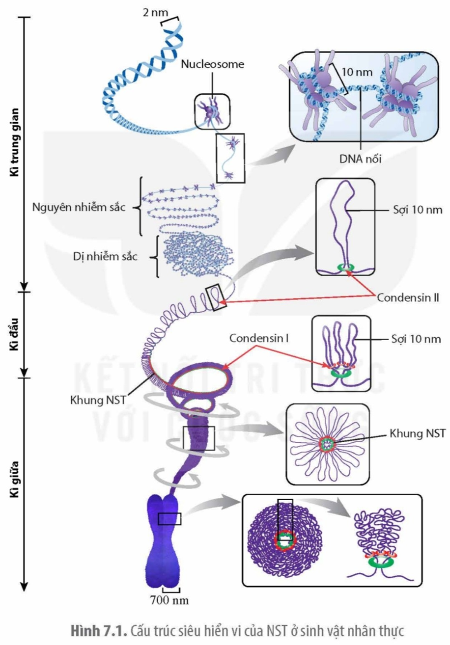 MỞ ĐẦUTổng chiều dài 46 phân tử DNA trong tế bào người khoảng 2 m. Làm thế nào các phân tử này có thể nằm gọn trong nhân tế bào nhưng vẫn đảm bảo cho các gene có thể phiên mã?Giải chi tiết:Các phân tử DNA cùng với protein histone tạo thành NST, NST có cấu trúc cuộn xoắn, với cấu trúc đó, chiều dài của NST có thể được rút ngắn 15000 - 20000 lần so với cấu trúc của DNA, đến khi gene cần phiên mã, NST sẽ dãn xoắn. Điều đó giúp NST nằm gọn trong nhân tế bào nhưng vẫn đảm bảo gene có thể phiên mã.I. CẤU TRÚC SIÊU HIỂN VI CỦA NHIỄM SẮC THỂCâu 1: Dựa vào Hình 7.1, hãy mô tả cấu trúc siêu hiển vi của NST qua các kì trung gian, kì dầu và kì giữa.Giải chi tiết:Kì trung gian: NST có dạng chuỗi do các đoạn phân tử DNA liên kết với các protein histone tạo nên cấu trúc hình cầu được gọi là nucleosome. Mỗi nucleosome gồm lõi protein histone, bên ngoài quấn quanh bởi một đoạn DNA gồm 146 cặp nucleotide. Chuỗi các nucleosome có đường kính khoảng 10 nm với các vùng có các nucleosome nằm sát nhau được gọi là dị nhiễm sắc và vùng có các nucleosome nằm cách xa nhau được gọi là nguyên nhiễm sắc. Kì đầu: Sợi nhiễm sắc đường kính 10 nm co xoắn lại. Sợi nhiễm sắc 10 nm được luồn vào các vòng protein tạo ra các vòng nhô ra phía ngoài khung NST làm cho chiều dài NST giảm mạnh và tăng dần chiều rộng. Toàn bộ cấu trúc khung nhiễm sắc tiếp tục co xoắn và nén lại khiến các vòng sợi 10 nm xếp chồng sát bên nhau và nhô dài ra làm NST tăng chiều rộng và ngắn lại ở mức cực đại vào kì giữa tạo nên mỗi chromatid có đường kính khoảng 700 nm.Kì giữa: NST tại kì giữa ở trạng thái kép gồm 2 chromatide. Vì vậy, chiều ngang của mỗi NST có thể đạt tới 1400 nm.II. CHỨC NĂNG CỦA NHIỄM SẮC THỂCâu 1: Mô tả cách sắp xếp gene trên NST. Giải chi tiết:Các gene nằm kế tiếp nhau dọc theo chiều dài NST và vị trí của gene trên NST được gọi là locus. Cùng một locus trên cặp NST tương đồng có thể chứa trình tự nucleotide khác nhau được gọi là các allele của một gene. Số lượng gene và sự phân bố của các gene trên NST của cùng bộ NST cũng rất khác nhau. Có NST chứa nhiều gene và mật độ khá dày, NST khác lại chứa ít gene và các gene nằm xa nhau. Câu 2: Giải thích vai trò của nguyên phân, giảm phân và thụ tinh trong quá trình truyền đạt thông tin di truyền giữa các thế hệ tế bào và thế hệ cơ thể.Giải chi tiết:Trong nguyên phân, NST được nhân đôi và phân chia đồng đều về hai tế bào con nên thông tin di truyền được truyền đạt nguyên vẹn qua các thế hệ tế bào và thế hệ cơ thể (loài sinh sản vô tính). Ở các sinh vật đa bào có hình thức sinh sản hữu tính, nguyên phân đảm bảo các tế bào cơ thể có bộ NST lưỡng bội như nhau, mỗi gene có hai bản sao nên một bản có bị đột biến cũng ít gây hại cho cơ thể. Nhờ sự vận động của NST trong nguyên phân và giảm phân nên các gene được truyền nguyên vẹn nhưng dưới dạng các tổ hợp gene khác từ thế hệ này sang thế hệ khác. Do vậy, sinh vật ở các thế hệ sau có thể thích nghi với các điều kiện môi trường khác nhau.LUYỆN TẬP VÀ VẬN DỤNG