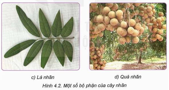 KHỞI ĐỘNGCây bưởi (H4.1) và mô tả một số đặc điểm thực vật học của cây nhẵn. Em có biết, quả nhãn được thu hoạch vào tháng nào trong năm?Giải chi tiết:Đặc điểm thực vật học của cây nhãn:+ Bộ rễ: rễ cọc, ăn sâu và rộng.+ Thân, cành: cây thân gỗ, nhiều cành, tán rộng.+ Lá: lá kép lông chim, mọc sole, lá xanh quanh năm. + Quả: Hình tròn, võ nhẵn, có màu vàng tươi đến xám. I. ĐẶC ĐIỂM THỰC VẬT HỌC VÀ YÊU CẦU NGOẠI CẢNHKhám phá: Quan sát hình 4.2 và nêu đặc điểm thực vật học của cây nhãn tương ứng với các ảnh trong hình.Giải chi tiết:+ Hoa nhãn: Hoa nhãn mọc thành chùm, có nhiều nhánh, kích thước nhỏ, màu vàng nhạc. Có ba loại hoa: hoa đực, hoa cái và hoa lưỡng tính. Khi thụ phấn thuận lợi, hoa cái và hoa lưỡng tính sẽ tạo thành quả.+ Lá nhãn: thuộc loại lá kép, mọc sole nhau với từ 6 đến 10 lá chét ở bên, xanh quanh năm.+ Qủa nhãn: hình tròn, vỏ mỏng, dai, màu sắc thay đổi từ xanh vàng lúc non đến vàng nâu khi chín. Thịt màu trắng đục, mọng nước, hạt nhãn hình cầu, màu nâu đen. Kết nối năng lực: Sử dụng internet, sách, báo…kể tên một số vùng trồng nhãn chính của Việt Nam.Giải chi tiết:Một số vùng trồng nhãn chính ở miền Bắc Việt Nam: Nhãn được trồng nhiều ở các tỉnh như Sơn La (xã như Chiềng Khương, Mường Hung, Chiềng Cang, Chiềng Khoong, Nà Nghịu), Hưng Yên (thành phố Hưng Yên, huyện Khoái Châu, Kim Động và Tiên Lữ), Bắc Giang (Yên Thế, Lục Ngan…), ... II. QUY TRÌNH KĨ THUẬT TRỒNG VÀ CHĂM SÓCKhám phá: Nêu thời vụ trồng nhãn thích hợp ở một số địa phương mà em biết.Giải chi tiết:Thời vụ trồng nhãn ở một số địa phương:+ Vùng đồng bằng sông Cửu Long, Đông Nam Bộ và Tây Nguyên: trồng từ tháng 6 đến tháng 7.+ Vùng Duyên hải Nam Trung Bộ: trồng từ tháng 8 đến tháng 9. + Miền Bắc: trồng vụ xuân (tháng 2 đến tháng 4) và vụ thu (tháng 8 đến tháng 10). Khám phá: Vì sao bón phân cho nhãn lại bón xung quanh gốc cây theo hình chiếu của tán?Giải chi tiết:Khi bón phân cho nhãn, ta bón xung quanh gốc cây theo hình chiếu của tán vì bóng cây chiếu tới đâu thì lớp rễ con của cây lan ra đến đó, vì vậy phải bón theo hình chiếu của tán cây để cây hút chất dinh dưỡng từ phân bón nhanh hơn và đầy đủ hơn. III. KĨ THUẬT CẮT TỈA, TẠO TÁNKhám phá: Giải thích vai trò của việc cắt tỉa sau khi thu hoạch nhãnGiải chi tiết:Sau khi thu hoạch, cần cắt tỉa cành nhãn nhằm:+ Giúp cây phát triển các hệ cành và nuôi trái.+ Giúp tạo độ thông thoáng cho khu vườn, nhất là các vườn lớn.=> Do đó, sau khi thu hoạch, tiến hành cắt tỉa toàn bộ những cành tăm, cành bị sâu bệnh, cành trong tán, cành vượt, cành sát mặt đất và cành đứng ở trung tâm tán cây. LUYỆN TẬPCâu 1: Phân tích đặc điểm thực vật học và yêu cầu ngoại cảnh của cây nhãn.Giải chi tiết:Đặc điểm thực vật học và yêu cầu ngoại cảnh của cây nhãn:- Đặc điểm thực vật học:+ Rễ: rễ cọc, ăn rất sâu và rộng. + Thân, cành: Thân gỗ, có nhiều cành và các hệ cành.+ Lá: kép, mọc sole. Lá non màu đỏ tím hay đỏ nâu, chuyển sang màu xanh khi trưởng thành.+ Hoa: nhỏ, màu vàng lục, mọc từng chùm ở đầu cành hay nách lá. Hoa nhãn có ba loại: hoa đực, hoa cái, hoa lưỡng tính.+ Qủa, hạt: hình tròn, vỏ nhẵn, có màu vàng tươi đến vàng xám, thịt quả trắng đục, hạt đen.- Yêu cầu ngoại cảnh:+ Nhiệt độ: nhiệt độ thích hợp từ 21 – 27 độ C. + Lượng mưa và độ ẩm: Lượng mưa khoảng từ 1200 – 1600ml/năm và độ ẩm không khí từ 70 – 90% => Ưa ẩm nhưng không chịu được úng, rất nhạy cảm với việc ngập nước kéo dài.+ Ánh sáng: ưa sáng, ánh sáng chiếu được vào bên trong tán giúp cây sinh trưởng, phát triển tốt.+ Đất trồng: đất thích hợp là đất cát, pha cát và phù sa ven sông, độ pH từ 5,5 đến 6,4. + Gió: tốc độ vừa phải để giúp cây nhãn giao phấn, điều hòa độ ẩm, giảm sâu, bệnh hại… Câu 2: Trình bày kĩ thuật trồng, chăm sóc cây nhãn. Nêu một số biện pháp kĩ thuật kích thích cây nhãn ra hoa, đậu quả.Giải chi tiết:Kĩ thuật trồng, chăm sóc cây nhãn như sau:* Kĩ thuật trồng cây nhãn:- Thời vụ:+ Vùng đồng bằng sông Cửu Long, Đông Nam Bộ và Tây Nguyên: trồng từ tháng 6 đến tháng 7.+ Vùng Duyên hải Nam Trung Bộ: trồng từ tháng 8 đến tháng 9. + Miền Bắc: trồng vụ xuân (tháng 2 đến tháng 4) và vụ thu (tháng 8 đến tháng 10).- Mật độ, khoảng cách: cây cách cây và hàng cách hàng từ 6m đến 7m, mật độ khoảng 280 cây/ha.- Chuẩn bị hố trồng: đào hố có đường kính 80 – 100cm, sâu 40cm. Trộn đều đất với phân bón lót (phân hữu cơ 20 – 50kg, phân lân 0,5 – 1kg, vôi bột 0,5kg) rồi lấp lại hố trồng.- Trồng cây: Tạo một hố nhỏ chính giữa hố trồng, xé bỏ túi bầu và đặt cây xuống, lấp đất cao hơn mặt bầu từ 2 – 3 cm, nén chặt gốc cây. Vun đất mặt vào quanh gốc cây, cắm cọc vào quanh gốc và buộc cố định cho cây. Phủ gốc bằng xác thực vật khô và tưới đẫm nước xung quanh.* Kĩ thuật chăm sóc cây nhãn: - Làm cỏ, vun xới: 2 – 3 lần/năm trong phạm vi tán cây.- Bón phân thúc: + Thời kì kiến thiết cơ bản: chia làm 4 đến 5 lần, bón vào tháng 2 đến tháng 8. Bón bằng cách rạch rãnh xung quanh tán cây, rải phân rồi lấp đất hoặc hòa loãng vào nước rồi tưới xung quanh gốc cây. + Thời kì kinh doanh: chia làm 4 lần (sau thu hoạch, khi cây bắt đầu ra hoa, khi cây đậu quả và sau lần 3 từ 1,5 đến 2 tháng). Bón bằng cách đào rãnh xung quanh cây theo hình chiếu của tán rộng, rải phân hữu cơ xuống trước, phân vô cơ sau, sau đó lấp đát và tưới nước, giữ ẩm.- Tưới nước: + Thời kì kiến thiết cơ bản: thường xuyên đủ nước, tùy theo tuổi cây, mỗi lần tưới từ 10 lít đến 30 lít/cây.+ Thời kì kinh doanh: giai đoạn phân hóa mầm hoa và giai đoạn quả thành thục và chín chỉ tưới nước khi có hiện tượng héo hoặc đất khô hạn kéo dài, các giai đoạn còn lại tưới định kì 15 ngày/lần, lượng nước từ 50 – 80 lít/cây.+ Phòng, trừ sâu bệnh hại: vệ sinh vườn, cắt tỉa cho cây thông thoáng, thu gom và tiêu hủy những bộ phận bị bệnh. Sử dụng các loại thuốc bảo vệ thực vật có tác dụng trị nấm và tác nhân truyền bệnh.* Một số biện pháp kĩ thuật điều khiển ra hoa, tạo quả:- Thúc đẩy khả năng ra hoa: + Khoanh vỏ: thời gian khoanh là tháng 12, dùng dụng cụ chuyên dụng khoành một vòng khép kín tại cành cấp 1 hoặc cấp 2 ở độ cao từ 0,5 đến 1,5m so với mặt đất, độ rộng từ 0,3 – 0,5cm.+ Chặn rễ: làm đứt bớt các rễ ở phần bề mặt nhằm ức chế sinh trưởng của cây.+ Sử dụng hóa chất: tưới  vào giai đoạn lộc thành thục.- Tăng khả năng đậu quả: vào thời kì ra hoa, đậu quả bón bổ sung qua lá một số loại phân bón đa lượng (N, P, K…), vi lượng (Bo, Mn, Mo, Cu, Zn…) và chất điều hòa sinh trưởng (a-NAA, ,…). VẬN DỤNG