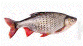 ÔN TẬP CHƯƠNG I