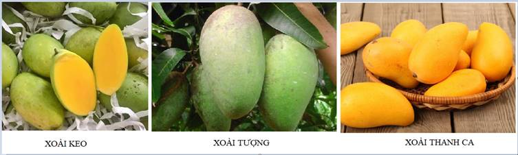 KHỞI ĐỘNGQuan sát (H5.1) và kết hợp với kinh nghiệm của bản thân, em hãy nêu đặc điểm hoa của cây xoài.Giải chi tiết:Đặc điểm hoa của cây xoài: + Kích thước nhỏ, màu vàng, mọc thành chùm ở đầu cành. Chùm hoa dài khoảng 20 – 30cm.+ Hoa xoài có hai loại: hoa đực và hoa lưỡng tính. I. ĐẶC ĐIỂM THỰC VẬT HỌC VÀ YÊU CẦU NGOẠI CẢNHKhám phá: Quan sát hình 5.2 và nêu đặc điểm thực vật học của cây xoàiGiải chi tiết:+ Hình 5.2a: Lá xoài: Cây xoài có lá đơn, nguyên, mọc so le, phiến lá thuôn hình mũi mác, nhẵn, có mùi thơm, bản lá khá to.+ Hình 5.2b: Hoa xoài nhỏ, màu vàng, mọc thành chùm ở đầu cành. Mỗi chùm dài khoảng 20 – 30cm. + Hình 5.2c: Qủa xoài khi còn non màu xanh, khi chín thường có màu vàng hoặc tím. Thịt quả xoài có màu vàng. Mỗi quả có 1 hạt khá to. Khối lượng quả tùy theo từng loại giống. Kết nối năng lực: Mô tả đặc điểm thực vật học của một số giống xoài đang được trồng phổ biến ở gia đình, địa phương em hoặc em biết.Giải chi tiết:Đặc điểm thực vật học của giống xoài: xoài keo, xoài tượng, xoài thanh ca.- Đặc điểm chung: Cả ba loại xoài này đều là cây thân gỗ, có rễ ăn sâu, rộng, nhiều cành, cành phân thành các hệ cành. Lá xoài lá đơn, mọc sole, phiến lá thuôn hình mũi mác, bản khá to. Hoa xoài mọc từng chùm, màu vàng, mọc ở đầu cành. - Đặc điểm riêng: Hình dạng quả của các loại xoài khác nhau.+ Qủa xoài keo: Xoài keo có hình dáng hơi tròn, có phần eo ở giữa và nhỏ dần về phần đuôi. Đặc trưng của loại xoài này là vỏ xanh nhưng đôi khi bên trong đã chín vàng. Qủa xoài nặng từ 250 - 400gr/quả, phần thịt dày, hạt nhỏ, dẹp và có vị chua chua ngọt ngọt khá đặc biệt.+ Qủa xoài tượng: Xoài tượng rất lớn, nó nặng từ 0,5 – 1kg/quả. Khi trái xoài chín thì sẽ có màu vàng nhạt ửng ít xanh, và trơn bóng. Thịt xoài cũng có màu vàng nhạt, ít nước và ít ngọt.+ Qủa xoài thanh ca: Quả xoài dài, đầu hơi cong lại, thịt thơm ngon. Khi ăn thì lột vỏ rồi mút cho hết phần thịt nên còn gọi là xoài mút. II. QUY TRÌNH KĨ THUẬT TRỒNG VÀ CHĂM SÓCKhám phá: Vì sao trong giai đoạn kiến thiết cơ bản cần bón phân sau mỗi đợt cây xoài ra lộc mới?Giải chi tiết:Trong giai đoạn kiến thiết cơ bản cần bón phân sau mỗi đợt cây xoài ra lộc mới vì đó là giai đoạn cây xoài cần thêm chất dinh dưỡng để nuôi và phát triển mạnh mẽ các cành mới. Việc cung cấp kịp thời phân bón cho cây sẽ giúp cây có cành khỏe mạnh, không sâu bệnh, tạo được khung cây đẹp. LUYỆN TẬPCâu 1: Phân tích đặc điểm thực vật học và yêu cầu ngoại cảnh của cây xoài.Giải chi tiết:Đặc điểm thực vật học và yêu cầu ngoại cảnh của cây nhãn:* Đặc điểm thực vật học:- Rễ: rễ cọc, ăn rất sâu và rộng. - Thân, cành: Thân gỗ lớn, có nhiều cành và các hệ cành.- Lá: đơn, nguyên, mọc sole, phiến lá thuôn hình mũi mác, nhẵn, có mùi thơm, bản lá khá to.- Hoa: nhỏ, màu vàng, mọc thành từng chùm ở đầu cành. Chùm hoa dài 20 – 30cm. Có hai loại hoa là hoa đực và hoa lưỡng tính.- Qủa, hạt: quả màu vàng hoặc tím, thịt quả vàng, ngọt, có mùi thơm. Mỗi quả có 1 hạt khá to, cứng.* Yêu cầu ngoại cảnh:- Nhiệt độ: nhiệt độ thích hợp từ 24 – 27 độ C. Tuy nhiên, có thể chịu đựng đến mức nhiệt độ 40 – 45 độ C, không chịu được lạnh kéo dài.- Lượng mưa và độ ẩm: Lượng mưa khoảng từ 1000 – 1200ml/năm và độ ẩm không khí từ 55 – 70%.- Ánh sáng: ưa sáng, ánh sáng trực tiếp giúp cây sinh trưởng và phát triển tốt.- Đất trồng: đa dạng đất, tuy nhiên đất thích hợp nhất là phù sa hoặc đất thịt pha cát, độ pH từ 5,5 đến 7,0.- Gió: tốc độ vừa phải, nơi gió lớn cần phải bố trí hệ thống cây chắn gió hợp lí. Câu 2: Trình bày kĩ thuật trồng, chăm sóc, cắt tỉa, tạo tán, điều khiển ra hoa, đậu quả cho cây xoài. Giải chi tiết:*Kĩ thuật trồng: - Thời vụ: vụ xuân (tháng 2 đến tháng 4) và vụ thu (tháng 8 đến tháng 10).- Khoảng cách: tùy theo giống, trung bình là 3m x 4m, 5m x 5m, 6m x 6m, 7m x 7m.- Chuẩn bị hố trồng: đường kính từ 80 – 90cm, sâu 40 – 50cm. Trộn đều đất với phân bón (mỗi hố 20 – 30kg phân hữu cơ + 1kg phân lân) rồi lấp lại hố trồng.- Trồng cây: Tạo một hố nhỏ chính giữa hố trồng, xé bỏ túi bầu và đặt cây xuống, lấp đất cao hơn mặt bầu từ 2 – 3 cm, nén chặt gốc cây, cắm cọc vào quanh gốc và buộc cố định cho cây. Vun đất mặt vào quanh gốc cây tạo thành ụ hình lòng chảo, phủ gốc bằng xác thực vật khô và tưới đẫm nước xung quanh.*Kĩ thuật chăm sóc:- Làm cỏ, vun xới: 2 – 3 lần/năm.- Bón phân thúc: + Thời kì kiến thiết cơ bản: chia làm 4 đến 5 lần/năm vào giai đoạn xoài mới ra lộc mới (tháng 2 đến tháng 10). + Thời kì kinh doanh: chia làm 4 lần (sau thu hoạch, khi cây bắt đầu ra hoa, khi cây đậu quả 3 tuần và sau lần 3 một tháng). Bón lần đầu bằng cách rạch rãnh xung quanh tán cây, rải phân rồi lấp đất. Bón lần sau bằng cách hòa loãng vào nước rồi tưới xung quanh gốc cây hoặc rải phân theo hình chiếu tán cây.- Tưới nước: + Thời kì kiến thiết cơ bản: 2 – 3 ngày/lần, mỗi lần từ 10 – 30 lít/cây tùy độ tuổi.+ Thời kì kinh doanh: giai đoạn phân hóa mầm hoa, giai đoạn chuẩn bị thu hoạch cần hạn chế tưới nước. Các giai đoạn còn lại tưới 2 – 3 ngày/lần, mỗi lần 40 – 50 lít/cây.+ Phòng, trừ sâu bệnh hại: thường xuyên cắt tỉa, quét vôi gốc cây, vệ sinh vườn. Sử dụng phân bón hợp lí để nâng cao sức đề kháng của cây. Khi có sâu hại cần kịp thời sử dụng các biện pháp phù hợp để tiêu diệt (bắt tay, bẫy, thuốc trừ sâu sinh học, hóa học…).*Kĩ thuật cắt tỉa, tạo tán:- Thời kì kiến thiết cơ bản: khi cây cao 1,0m đến 1,2m tiến hành bấn ngọn. Khi các chồi mọc ra chọn 2 – 3 nhành khỏe làm nhành cấp 1, khi nhành cấp 1 dài 1,0 – 1,2m tiếp tục cắt để tạo cành cấp 2 và tương tự để tạo cành cấp 3.- Thời kì kinh doanh: hằng năm tỉa thưa, cắt ngắn đầu cành, cắt bỏ cành sâu, bệnh, cành bị che khuất trong tán.*Kĩ thuật điều khiển ra hoa, đậu quả:- Điều khiển ra hoa: Sau thu hoạch khoảng 45 ngày, sử dụng paclobutrazol 10% từ 10 – 20g pha với khoảng 20 – 30 lít nước, tưới đều xung quanh tán cây. Sau 40 ngày tiến hành phun 3% (lần 1), sau 7 ngày phun 1,5% (lần 2). Phun ướt đều ở hai mặt lá.- Điều khiển đậu quả: sử dụng nồng độ từ 0,002% đến 0,004% hoặc 0,01% phun vào thời điểm trước khi cây nở hoa, 30% hoa nở và cây vừa đậu quả. Sau đậu quả 2 tuần, phun a-NAA nồng độ 0,002%, 0,001%, phun lại lần 2 từ 7 ngày đến 10 ngày. VẬN DỤNG
