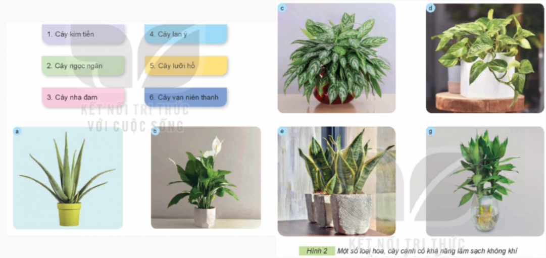 1. TRANG TRÍ CẢNH QUANKhám phá: Hãy quan sát Hình 1 và cho biết hoa, cây cảnh được trang trí ở những nơi nào bằng những cách sử dụng các thẻ gợi ý dưới đâyGiải chi tiết:Cây cảnh được trang trí ở những nơi như:Trường học.Công viên.Đường phố.Văn phòng. Thực hành: Hãy chia sẻ với bạn về những nơi được trang trí bằng hoa, cây cảnh mà em biết.Giải chi tiết:Những nơi được trang trí bằng hoa, cây cảnh mà em biết làTrung tâm thương mại.Nhà ở.Sân vườn. Ý tưởng sáng tạo: Hãy suy nghĩ và chia sẻ với các bạn ý tưởng dùng hoa, cây cảnh để trang trí trong căn phòng hoặc ngôi nhà em đang ở.Giải chi tiết:Đặt hoa vào chai hoặc lọ và treo chúng bằng dây trên tường.Trồng những bụi cây phỉ thúy trước hiên nhà.Sử dụng những loại cây cung cấp oxi để trong phòng ngủ. 2. LÀM SẠCH KHÔNG KHÍKhám phá: Em hãy sử dụng các thẻ dưới đây để gọi tên các loại hoa, cây cảnh có khả năng làm sạch không khí trong Hình 2.Giải chi tiết:Tên các loại hoa, cây cảnh có khả năng làm sạch không khí làCây kim tiền.Cây ngọc ngân.Cây nha đam.Cây lan ý.Cây lưỡi hổ.Cây vạn niên thanh. Thực hành: Kể thêm một số loại hoa, cây cảnh có khả năng làm sạch không khí mà em biết.Giải chi tiết:Một số loại hoa, cây cảnh có khả năng làm sạch không khí là:Hoa nhài.Cây dên nhện.Cây hương thảo.Cây thường xuân.Hoa oải hương.Cây trầu bà.Hoa đỗ quyên. Ý tưởng sáng tạo: Thảo luận với bạn và đề xuất ý tưởng trồng một loại hoa, cây cảnh có khả năng làm sạch không khí trong khuôn viên trường học của em.Giải chi tiết:Cây tòng lá đốm - Cây trồng bồn hoa trường học giúp thanh lọc không khíLá của loài cây này có màu sắc bắt mắt và sặc sỡ nên chúng rất được ưa chuộng làm cây cảnh quan trang trí. Với đặc điểm này chúng giúp tạo nên một không gian thêm tươi sáng và sống động.Cây cô tòng phát triển tốt nhất ở nơi thoáng mát đất có đủ độ ẩm. Cây được trồng nơi có nhiều ánh nắng hoặc bán phần thì sẽ càng xanh tốt. Ngoài ra theo như khoa học cây Cô tòng còn có khả năng đào thải và lọc được khí độc hại, làm sạch không khí xung quanh chúng. 3. CUNG CẤP OXYGEN (O2) CHO CON NGƯỜIKhám phá:Câu 1. Quan sát Hình 3 và tìm từ hoặc cụm từ thích hợp thay cho các số trong các câu:Hoạt động quang hợp của hoa, cây cảnh đã lấy khí (1) từ không khí và tạo ra khí (2).Hoạt động hô hấp (hít thở) của con người đã lấy khí (3) từ không khí và thải ra khí (4).Giải chi tiết: (1) carbon dioxie (CO2)  (2) oxygen (O2)(3) oxygen (O2)(4) carbon dioxie (CO2) Câu 2. Hình 3 thể hiện vai trò gì của hoa, cây cảnh đối với con người?Giải chi tiết:Vai trò của hoa, cây cảnh đối với con người là: Khi cây quang hợp sẽ lấy khí carbon dioxide (CO2) từ không khí và tạo ra oxygen cung cấp hoạt động hô hấp của con người. 4. THỂ HIỆN TÌNH CẢM
