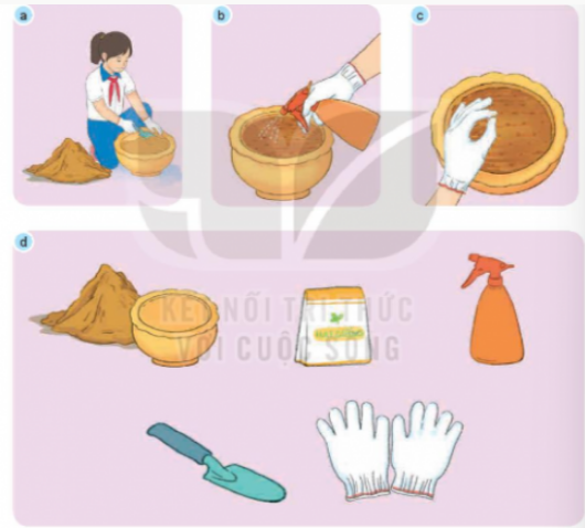 1. CÁC BƯỚC GIEO HẠT HOA, CÂY CẢNH TRONG CHẬUKhám phá: Em hãy sử dụng thẻ gợi ý dưới đây để sắp xếp đúng thứ tự các bước gieo hạt hoa, cây cảnh trong chậu.Giải chi tiết:Thứ tự các bước gieo hạt hoa, cây cảnh trong chậu là:3. Chuẩn bị vật liệu, vật dụng và dụng cụ gieo hạt.4. Gieo hạt giống đã được xử lí vào chậu. Sau khi gieo cần lấp giá thể kín hạt.1. Cho giá thể vào chậu cho đến khi giá thể cách miệng chậu từ 2 cm đến 5 cm.2. Tưới nhẹ nước (dạng phun sương) lên bề mặt giá thể. Mỗi ngày tưới một đến hai làn vào sáng sớm hoặc chiều mát. Khám phá: Quan sát Hình 1: Kể tên các vật liệu, vật dụng, dụng cụ cần thiết để gieo hạt, cây cảnh trong chậu. Sắp xếp các ảnh trong Hình 1 theo đúng thứ tự các bước gieo hạt.Giải chi tiết:Các vật liệu, vật dụng, dụng cụ cần thiết để gieo hạt, cây cảnh trong chậu là: chậu cây, đất, hạt mầm, bình tưới nước, xẻng, găng tay làm vườn.Thứ tự đúng các bước gieo hạt là: d - a - c - b. Thực hành: Em hãy mô tả các bước gieo hạt một loại hoa, cây cảnh mà em biết.Giải chi tiết:Các bước gieo hạt cây hoa hồng: Chuẩn bị chậu, mầm hạt hoa hồng, găng tay làm vườn, bình tưới nước...Dùng ngón trỏ nhấn vào đất tạo lỗ sâu khoảng 6mm, lỗ này chúng ta sẽ đặt hạt giống vào trong và lấp lại.Cần phải luôn giữ ẩm cho đất nhiệt độ trung bình từ 16-21 độ tùy vào giống, đối với hoa hồng leo và hoa hồng bụi vùng nhiệt đới từ 20-28 độ, đặt nơi có nhiều ánh sáng trung bình 6 giờ chiếu sáng ngày, tránh ánh nắng gắt.Cần bón phân vi sinh 2 tuần một lần. 2. THỰC HÀNH GIEO HẠT HOA, CÂY CẢNH