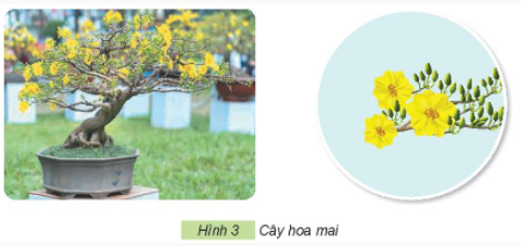 1. MỘT SỐ LOẠI HOA PHỔ BIẾNa) Hoa hồngKhám phá: Em hãy quan sát và mô tả đặc điểm lá, hoa của các loại hoa hồng trong Hình 1 bằng cách sử dụng các thẻ gợi ý sau:Giải chi tiết:Đặc điểm lá, hoa của các loại hoa hồng là:Lá màu xanh, mép lá có hình răng cưa.Hoa có nhiều màu sắc như trắng, hồng, đỏ, xanh... mọc đơn lẻ hoặc thành chùm.Thân cây hoa hồng có gai. Vận dụng: Hãy giới thiệu với các bạn một loại hoa hồng mà em biết.Giải chi tiết:Cây hoa hồng bụi: cây mọc thành bụi thẳng đứng, thân cứng cáp, phát triển thành bụi lớn, thân to, chiều ca từ 0,5m đến 2m. Một số cây hoa hồng bụi mọc dạng thấp tạo lớp phủ mặt đất tốt trong khi những cây khác có tác dụng tốt để tạo thành hàng rào trang trí cảnh quan. b) Hoa đàoKhám phá: Em hãy quan sát Hình 2 và nêu đặc điểm khác nhau giữa hai loại hoa đào trong hình. Em có biết hoa đào thường nở vào mùa nào trong năm?Giải chi tiết:Sự khác nhau giữa đào bích (hình a) và đào phai (hình b) là:Giống nhau: Đào phai và đào bích đều thuộc họ cây đào Prunus persica (peach blossom) - loài cây thân gỗ, có rụng lá và chiều cao trung bình có thể đạt tới 10m.Khác nhau:Đào bích:Hoa rải đều khắp các cành, kể cả cành tăm nhỏ xíu.Hoa kép, có màu đỏ thắm.Đào phai:Hoa màu nhạt, phơn phớt hồng.Có loại cánh kép, có loại cánh đơn, trông mỏng manh và thanh nha.Hoa đào thường nở vào mùa xuân. c) Hoa maiKhám phá: Em hãy quan sát Hình 3 và nêu đặc điểm của hoa mai.Giải chi tiết:Đặc điểm của hoa mai là:Dáng vẻ thanh cao, thuộc loại cây đa niênCây thân gỗ, nên thân cứng cáp, cành hơi giòn nhưng vẫn có thể uốn để tạo dáng cây. Thân cây xù xì và nhiều cành nhiều nhánh.Lá mai vàng là lá đơn, mọc xen kẽ so le, có phiến lá dạng hình trứng thuôn dài. Lá có màu xanh biếc nhưng mặt dưới của lá màu hơi ánh vàng.Hoa mai vàng là loại hoa lưỡng tính. Hoa mọc ra từ các nách lá và tạo thành từng chùm. Vận dụng: Hãy giới thiệu với bạn về một số loại hoa thường được trưng bày trong dịp tết Nguyên đán của Việt Nam.Giải chi tiết:Một số loại hoa thường được trưng bày trong dịp tết Nguyên đán của Việt Nam là:Hoa đào.Hoa mai. d) Hoa senKhám phá: Em hãy quan sát Hình 4 và mô tả đặc điểm của cây hoa sen.Giải chi tiết:Đặc điểm của cây hoa sen là:Cây hoa sen sống dưới nước.Hoa nở vào mùa hè.Cánh hoa thường có màu hồng, màu trắng, màu vàng.Nhị hoa có màu vàng. Thực hành: Đọc và cho biết, câu ca dao sau mô tả những bộ phận nào của cây hoa sen: Trong đầm gì đẹp bằng sen/ Lá xanh, bông trắng lại chen nhị vàng...