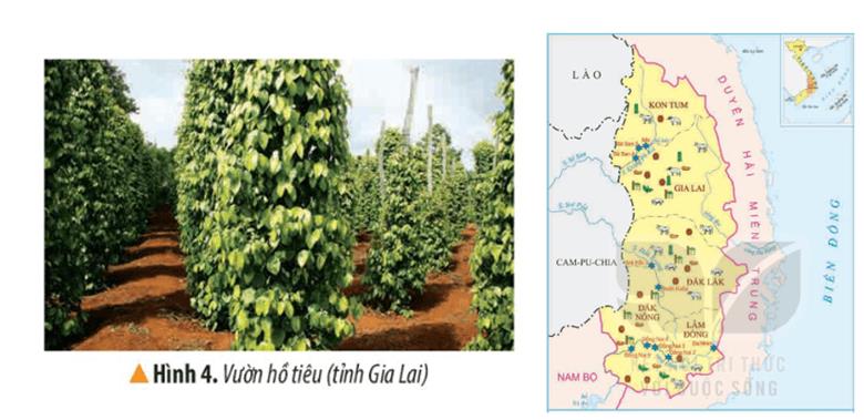 KHỞI ĐỘNGCâu hỏi: Dựa vào các hình 1, 2 em hãy cho biết một số hoạt động kinh tế chủ yếu ở vùng Tây Nguyên.Giải chi tiết: - Hoạt động chủ yếu ở vùng là trồng cây công nghiệp và vận hành nhà máy thủy điện.- Là vùng chuyên canh cây công nghiệp lớn.- Cây công nghiệp lâu năm phát triển khá nhanh với cây cà phê, cao su, chè, điều.→ Phát triển theo hướng sản xuất hàng hóa phục vụ xuất khẩu và cung cấp nguyên liệu cho công nghiệp chế biến.KHÁM PHÁ1. DÂN CƯCâu 1: Đọc thông tin và quan sát hình 3, em hãy kể tên một số dân tộc ở vùng Tây Nguyên.Giải chi tiết:Một số dân tộc : Ê đê, Ba Na, Mạ,..Câu 2: Đọc bảng thông tin, em hãy so sánh mật độ dân số của vùng Tây Nguyên với các vùng khác.Giải chi tiết:Vùng Tây Nguyên có mật độ dân số thấp nhất so với vùng khác. Người dân thường sống tập trung thành các buôn làng cùng nhau.2. MỘT SỐ HOẠT ĐỘNG KINH TẾ CHỦ YẾUa) Trồng cây công nghiệpCâu hỏi: Đọc thông tin và quan sát các hình 4, 5, em hãy:- Kể tên các loại cây công nghiệp được trồng nhiều ở vùng Tây Nguyên.- Xác định trên lược đồ những nơi trồng nhiều các loại cây đó.Giải chi tiết:- Các loại cây công nghiệp ở Tây Nguyên như: Cao su, cà phê, hồ tiêu, chè,..- Đắk Lắk trồng cao su, chè, hồ tiêu; Kon Tum trồng cà phê, cao su,..b) Chăn nuôi gia súcCâu hỏi: Đọc thông tin và quan sát hình 5, em hãy:- Xác định trên lược đồ những nơi nuôi nhiều trâu, bò và lợn ở vùng Tây Nguyên.- Giải thích vì sao trâu, bò được nuôi nhiều ở vùng Tây Nguyên.Giải chi tiết:- Trâu, bò được nuôi nhiều ở tỉnh Gia Lai và tỉnh Đắk Lắk. Lợn được nuôi nhiều ở Đắk Lắk.- Trâu, bồ được nuôi nhiều do có đồng cỏ tự nhiên và khí hậu thuận lợi.c) Phát triển thủy điệnCâu hỏi: Đọc thông tin và quan sát hình 5, em hãy:- Kể tên và chỉ trên lược đồ một số nhà máy thủy điện ở vùng Tây Nguyên.- Giải thích vì sao vùng Tây Nguyên có nhiều nhà máy thủy điện.Giải chi tiết:- Một số nhà máy thủy điện như: Sê San, Đồng Nai,..- Sông ngòi ở vùng chảy qua nhiều bậc địa hình có độ dốc lớn nên có khả năng phát triển thủy điện.LUYỆN TẬPCâu 1: Dựa vào bảng mật độ dân số các vùng ở nước ta năm 2020, hãy sắp xếp mật độ dân số các vùng theo thứ tự từ cao xuống thấp. Giải chi tiết:Sắp xếp mật độ dân số các vùng theo thứ tự từ cao xuống thấp: Đồng bằng Bắc Bộ => Nam Bộ => Duyên hải miền Trung => Trung du và miền núi Bắc Bộ => Tây Nguyên.Câu 2: Chọn ý ở cột A sao cho phù hợp với ý ở cột B và ghi kết quả vào vở.Giải chi tiết:1 - c2 - a3 - bVẬN DỤNG