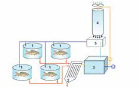 Khởi động: Thế nào là nuôi thủy sản trong hệ thống tuần hoàn (Hình 21.1)? Công nghệ này được áp dụng cho những loài thủy sản nào? Nuôi thủy sản trong hệ thống tuần hoan có ưu nhược điểm gì?Giải chi tiết:- Nuôi thủy sản trong hệ thống tuần hoàn là phương pháp nuôi trồng thủy sản sử dụng nước tuần hoàn để nuôi các sinh vật. Nước thải từ bể nuôi sẽ được xử lý và tái sử dụng, giúp giảm thiểu lượng nước thải ra môi trường.- Công nghệ RAS được áp dụng cho nhiều loài thủy sản khác nhau, bao gồm:+ Cá nước ngọt: cá lóc, cá rô phi, cá tra, cá basa,...+ Cá nước mặn: cá mú, cá chình, cá bống mú,...+ Tôm: tôm sú, tôm thẻ chân trắng,...+ Sò, ốc: sò huyết, ốc hương,...- Ưu nhược điểm Nuôi thủy sản trong hệ thống tuần hoan:+ Ưu điểm: năng suất cao, tiết kiệm nước, đảm bảo an toàn sinh học, hạn chế ô nhiễm môi trường và sự xâm nhập tác nhân gây bệnh vào hệ thống nuôi, kiểm soát được an toàn vệ sinh thực phẩm.+ Hạn chế: chỉ áp dụng cho các loài nuôi có giá trị kinh tế cao; chi phí đầu tư ban đầu cao, khi vận hành tốn năng lượng cho hoạt động (điện năng), cần nguồn nhân lực có trình độ để vận hành công nghệI. CÔNG NGHỆ NUÔI THỦY SẢN TUẦN HOÀN (RAS)Khám phá: Quan sát Hình 21.2, mô tả thành phần và nguyên lí hoạt động của hệ thống nuôi thủy sản tuần hoàn.Giải chi tiết:Nguyên lí hoạt động:Nước từ bể nuôi được lấy ra và đưa vào hệ thống xử lý.Bộ lọc cơ học: Loại bỏ các chất rắn lơ lửng trong nước bằng các phương pháp như lắng, lọc qua cát, hoặc sử dụng các màng lọc.Bộ lọc sinh học: Loại bỏ các chất độc hại như amoniac, nitrit,... bằng cách sử dụng các vi sinh vật có khả năng phân hủy các chất này.Bộ phận điều chỉnh pH, độ kiềm, oxy hòa tan: Giúp điều chỉnh các yếu tố môi trường phù hợp với nhu cầu của sinh vật nuôi bằng cách bổ sung các hóa chất hoặc sử dụng các thiết bị điều khiển tự động.Nước sau khi xử lý được đưa trở lại bể nuôi để tái sử dụng.Khám phá: Vì sao công nghệ nuôi thủy sản tuần hoàn có tác dụng hạn chế sự xâm nhập của tác nhân gây bệnh vào hệ thống nuôi?Giải chi tiết:Công nghệ nuôi thủy sản tuần hoàn có tác dụng hạn chế sự xâm nhập của tác nhân gây bệnh vào hệ thống nuôi vì:- Kiểm soát nguồn nước- Hạn chế tiếp xúc với môi trường bên ngoài- Kiểm soát môi trường nuôi- Theo dõi và giám sát sức khỏe con nuôiII. CÔNG NGHỆ BIOFLOC TRONG NUÔI TRỒNG THỦY SẢNLUYỆN TẬPCâu 1: Vẽ sơ đồ nguyên lí hoạt động của hệ thống nuôi tuần hoàn. Nêu ưu và nhược điểm của hệ thống này.Giải chi tiết:- Sơ đồ nguyên lí hoạt động của hệ thống nuôi tuần hoàn:Ghi chú:Bể nuôiBể lọc cơ họcBể chứa nước thải hòa tanBể lọc sinh họcBể chứa nước sạch sau xử lí- Ưu và nhược điểm của hệ thống:+ Ưu điểm: năng suất cao, tiết kiệm nước, đảm bảo an toàn sinh học, hạn chế ô nhiễm môi trường và sự xâm nhập tác nhân gây bệnh vào hệ thống nuôi, kiểm soát được an toàn vệ sinh thực phẩm.+ Hạn chế: chỉ áp dụng cho các loài nuôi có giá trị kinh tế cao; chi phí đầu tư ban đầu cao, khi vận hành tốn năng lượng cho hoạt động (điện năng), cần nguồn nhân lực có trình độ để vận hành công nghệ Câu 2: Công nghệ Biofloc là gì? Nêu ý nghĩa của công nghệ Biofloc trong nuôi thủy sản.Giải chi tiết:- Công nghệ Biofloc là quá trình nitrate hóa trong ao nuôi thủy sản không cần thay nước.- Ý nghĩa của công nghệ Biofloc trong nuôi thủy sản:1. Cải thiện chất lượng nước:+ Hệ thống Biofloc giúp loại bỏ các chất thải hữu cơ trong ao nuôi, từ đó cải thiện chất lượng nước và giảm thiểu ô nhiễm môi trường.+ Vi sinh vật trong hệ thống Biofloc giúp chuyển hóa các chất thải thành các chất dinh dưỡng có thể sử dụng lại, giúp tiết kiệm chi phí thức ăn và tăng năng suất nuôi trồng.2. Cung cấp thức ăn cho con nuôi:+ Biofloc là một nguồn thức ăn tự nhiên giàu protein, vitamin và khoáng chất cho con nuôi.+ Vi sinh vật trong Biofloc giúp phân hủy thức ăn thừa và tạo ra các vi sinh vật nhỏ, giúp con nuôi dễ dàng tiêu hóa và hấp thu.3. Hạn chế sự phát triển của các tác nhân gây bệnh:+ Hệ thống Biofloc giúp tăng cường sức đề kháng cho con nuôi, từ đó hạn chế sự phát triển của các tác nhân gây bệnh.+ Vi sinh vật có lợi trong Biofloc cạnh tranh với các vi sinh vật gây hại, giúp giảm nguy cơ dịch bệnh trong ao nuôi.4. Tăng năng suất nuôi trồng:+ Áp dụng công nghệ Biofloc giúp tăng tỷ lệ sống và tăng trưởng của con nuôi, từ đó tăng năng suất nuôi trồng.+ Hệ thống Biofloc giúp sử dụng hiệu quả thức ăn và giảm thiểu chi phí sản xuất.5. Bảo vệ môi trường:+ Hệ thống Biofloc giúp giảm thiểu ô nhiễm môi trường do hoạt động nuôi trồng thủy sản.+ Vi sinh vật trong Biofloc giúp phân hủy các chất thải hữu cơ và cải thiện chất lượng nước.VẬN DỤNG