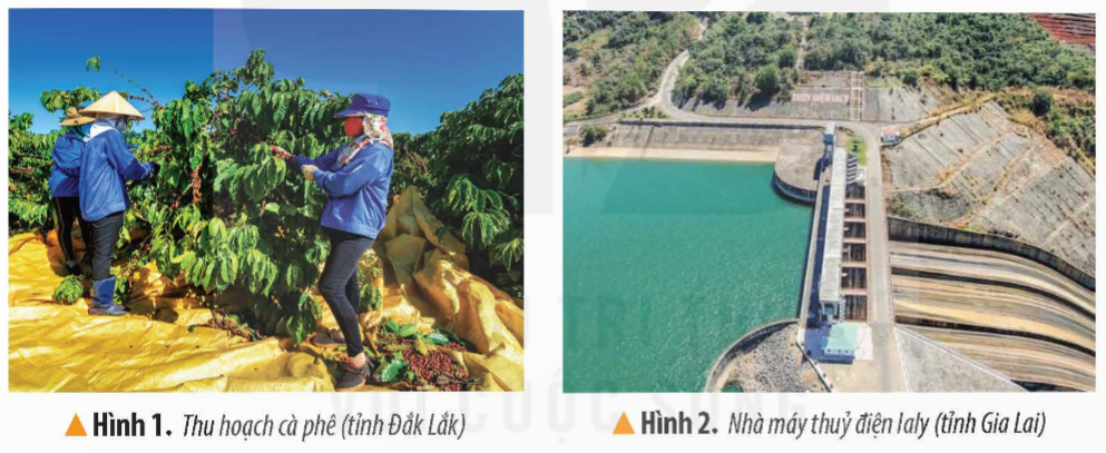 KHỞI ĐỘNGCâu hỏi: Dựa vào các hình 1, 2 em hãy cho biết một số hoạt động kinh tế chủ yếu ở vùng Tây Nguyên.Giải chi tiết: - Hoạt động chủ yếu ở vùng là trồng cây công nghiệp và vận hành nhà máy thủy điện.- Là vùng chuyên canh cây công nghiệp lớn.- Cây công nghiệp lâu năm phát triển khá nhanh với cây cà phê, cao su, chè, điều.→ Phát triển theo hướng sản xuất hàng hóa phục vụ xuất khẩu và cung cấp nguyên liệu cho công nghiệp chế biến.KHÁM PHÁ1. DÂN CƯCâu 1: Đọc thông tin và quan sát hình 3, em hãy kể tên một số dân tộc ở vùng Tây Nguyên.Giải chi tiết:Một số dân tộc : Ê đê, Ba Na, Mạ,..Câu 2: Đọc bảng thông tin, em hãy so sánh mật độ dân số của vùng Tây Nguyên với các vùng khác.Giải chi tiết:Vùng Tây Nguyên có mật độ dân số thấp nhất so với vùng khác. Người dân thường sống tập trung thành các buôn làng cùng nhau.2. MỘT SỐ HOẠT ĐỘNG KINH TẾ CHỦ YẾUa) Trồng cây công nghiệpCâu hỏi: Đọc thông tin và quan sát các hình 4, 5, em hãy:- Kể tên các loại cây công nghiệp được trồng nhiều ở vùng Tây Nguyên.- Xác định trên lược đồ những nơi trồng nhiều các loại cây đó.Giải chi tiết:- Các loại cây công nghiệp ở Tây Nguyên như: Cao su, cà phê, hồ tiêu, chè,..- Đắk Lắk trồng cao su, chè, hồ tiêu; Kon Tum trồng cà phê, cao su,..b) Chăn nuôi gia súcCâu hỏi: Đọc thông tin và quan sát hình 5, em hãy:- Xác định trên lược đồ những nơi nuôi nhiều trâu, bò và lợn ở vùng Tây Nguyên.- Giải thích vì sao trâu, bò được nuôi nhiều ở vùng Tây Nguyên.Giải chi tiết:- Trâu, bò được nuôi nhiều ở tỉnh Gia Lai và tỉnh Đắk Lắk. Lợn được nuôi nhiều ở Đắk Lắk.- Trâu, bồ được nuôi nhiều do có đồng cỏ tự nhiên và khí hậu thuận lợi.c) Phát triển thủy điệnCâu hỏi: Đọc thông tin và quan sát hình 5, em hãy:- Kể tên và chỉ trên lược đồ một số nhà máy thủy điện ở vùng Tây Nguyên.- Giải thích vì sao vùng Tây Nguyên có nhiều nhà máy thủy điện.Giải chi tiết:- Một số nhà máy thủy điện như: Sê San, Đồng Nai,..- Sông ngòi ở vùng chảy qua nhiều bậc địa hình có độ dốc lớn nên có khả năng phát triển thủy điện.LUYỆN TẬPCâu 1: Dựa vào bảng mật độ dân số các vùng ở nước ta năm 2020, hãy sắp xếp mật độ dân số các vùng theo thứ tự từ cao xuống thấp. Giải chi tiết:Sắp xếp mật độ dân số các vùng theo thứ tự từ cao xuống thấp: Đồng bằng Bắc Bộ => Nam Bộ => Duyên hải miền Trung => Trung du và miền núi Bắc Bộ => Tây Nguyên.Câu 2: Chọn ý ở cột A sao cho phù hợp với ý ở cột B và ghi kết quả vào vở.Giải chi tiết:1 - c2 - a3 - bVẬN DỤNG