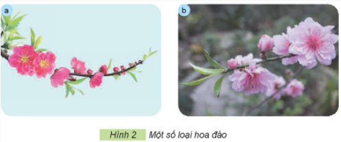 1. MỘT SỐ LOẠI HOA PHỔ BIẾNa) Hoa hồngKhám phá: Em hãy quan sát và mô tả đặc điểm lá, hoa của các loại hoa hồng trong Hình 1 bằng cách sử dụng các thẻ gợi ý sau:Giải chi tiết:Đặc điểm lá, hoa của các loại hoa hồng là:Lá màu xanh, mép lá có hình răng cưa.Hoa có nhiều màu sắc như trắng, hồng, đỏ, xanh... mọc đơn lẻ hoặc thành chùm.Thân cây hoa hồng có gai. Vận dụng: Hãy giới thiệu với các bạn một loại hoa hồng mà em biết.Giải chi tiết:Cây hoa hồng bụi: cây mọc thành bụi thẳng đứng, thân cứng cáp, phát triển thành bụi lớn, thân to, chiều ca từ 0,5m đến 2m. Một số cây hoa hồng bụi mọc dạng thấp tạo lớp phủ mặt đất tốt trong khi những cây khác có tác dụng tốt để tạo thành hàng rào trang trí cảnh quan. b) Hoa đàoKhám phá: Em hãy quan sát Hình 2 và nêu đặc điểm khác nhau giữa hai loại hoa đào trong hình. Em có biết hoa đào thường nở vào mùa nào trong năm?Giải chi tiết:Sự khác nhau giữa đào bích (hình a) và đào phai (hình b) là:Giống nhau: Đào phai và đào bích đều thuộc họ cây đào Prunus persica (peach blossom) - loài cây thân gỗ, có rụng lá và chiều cao trung bình có thể đạt tới 10m.Khác nhau:Đào bích:Hoa rải đều khắp các cành, kể cả cành tăm nhỏ xíu.Hoa kép, có màu đỏ thắm.Đào phai:Hoa màu nhạt, phơn phớt hồng.Có loại cánh kép, có loại cánh đơn, trông mỏng manh và thanh nha.Hoa đào thường nở vào mùa xuân. c) Hoa maiKhám phá: Em hãy quan sát Hình 3 và nêu đặc điểm của hoa mai.Giải chi tiết:Đặc điểm của hoa mai là:Dáng vẻ thanh cao, thuộc loại cây đa niênCây thân gỗ, nên thân cứng cáp, cành hơi giòn nhưng vẫn có thể uốn để tạo dáng cây. Thân cây xù xì và nhiều cành nhiều nhánh.Lá mai vàng là lá đơn, mọc xen kẽ so le, có phiến lá dạng hình trứng thuôn dài. Lá có màu xanh biếc nhưng mặt dưới của lá màu hơi ánh vàng.Hoa mai vàng là loại hoa lưỡng tính. Hoa mọc ra từ các nách lá và tạo thành từng chùm. Vận dụng: Hãy giới thiệu với bạn về một số loại hoa thường được trưng bày trong dịp tết Nguyên đán của Việt Nam.Giải chi tiết:Một số loại hoa thường được trưng bày trong dịp tết Nguyên đán của Việt Nam là:Hoa đào.Hoa mai. d) Hoa senKhám phá: Em hãy quan sát Hình 4 và mô tả đặc điểm của cây hoa sen.Giải chi tiết:Đặc điểm của cây hoa sen là:Cây hoa sen sống dưới nước.Hoa nở vào mùa hè.Cánh hoa thường có màu hồng, màu trắng, màu vàng.Nhị hoa có màu vàng. Thực hành: Đọc và cho biết, câu ca dao sau mô tả những bộ phận nào của cây hoa sen: Trong đầm gì đẹp bằng sen/ Lá xanh, bông trắng lại chen nhị vàng...