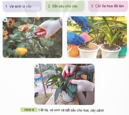 2. TƯỚI NƯỚC CHO HOA, CÂY CẢNHKhám phá: Quan sát Hình 3, cho biết cây đủ nước và cây thiếu nước khác nhau như thế nào?Giải chi tiết:Cây đủ nước: Lá cây xanh tốt, phát triển đều.Cây thiếu nước: Lá cây nhăn nheo, héo rũ và rụng dần. Khám phá: Em hãy sử dụng các thẻ dưới đây để gọi tên các cách tưới nước cho hoa, cây cảnh trong Hình 4 cho phù hợp.Giải chi tiết:Các cách tưới nước cho hoa, cây cảnh là:a. Tưới nước bằng bình xịt.b. Tưới nước bằng bình tưới cây.c. Tưới nước bằng hệ thống tưới nhỏ giọt. Thực hành: Hãy chia sẻ với bạn một số cách tưới nước cho hoa, cây cảnh mà em biết.Giải chi tiết:Một số cách tưới nước cho hoa, cây cảnh là:Tưới nước bằng bình xịt cầm tay.Tưới nước bằng vòi xịt lớn.Tưới nước bằng hệ thống tự động. 3. BÓN PHÂN CHO HOA, CÂY CẢNHKhám phá: Em hãy sử dụng các thẻ dưới đây để gọi tên cách bón phân cho hoa, cây cảnh tương ứng với mỗi ảnh trong Hình 5.Giải chi tiết:a. Pha với nước và tưới vào gốc cây.b. Pha với nước và phun lên lá cây.c. Bón đều xung quanh gốc cây. Ý tưởng sáng tạo: Thảo luận với bạn và cho biết vì sao phải bón phân cho hoa, cây cảnh?Giải chi tiết:Phải bón phân cho hoa, cây cảnh vì bón phân là một bước quan trọng trong kỹ thuật trồng cây và chăm sóc hoa cảnh, nếu được bón phân đúng cách, cây cảnh sẽ tươi, đẹp và ra hoa, ra lá nhiều hơn. Vận dụng: Em hãy chia sẻ với bạn cách bón phân cho một loại hoa, cây cảnh mà em biết.Giải chi tiết:Cách bón phân cho cây hoa hồng:Giai đoạn 1: Bón lót trước khi trồng cây conSử dụng các loại phân hữu cơ, ưu tiên phân xanh, phân rác, phân chuồng hoai mục.Giai đoạn 2: Bón thúc 15 - 20 sau khi xuống cây conSử dụng đạm ure, tạo rãnh, bón cách gốc 5 - 7cm hoặc hòa tan đạm vào nước rồi phun trực tiếp.Giai đoạn 3: Thời kỳ cây bắt đầu ra nụDùng phân vô cơ NPK có tỷ lệ kali cao hơn, không cần dùng kích rễ.Bón cách gốc cây 5 - 7cm, duy trì tưới nước.Giai đoạn 4: Lúc hoa gần tànBổ sung phân NPK có hàm lượng lân cao hơn.Giai đoạn 5: Sau khi hoa tànTiến hành cắt tỉa bỏ đi hoa tàn kích thích mầm mới phát triển.Bón phân giàu hàm lượng đạm, không dùng kèm kích rễ.