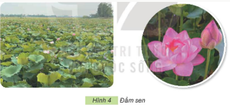 1. MỘT SỐ LOẠI HOA PHỔ BIẾNa) Hoa hồngKhám phá: Em hãy quan sát và mô tả đặc điểm lá, hoa của các loại hoa hồng trong Hình 1 bằng cách sử dụng các thẻ gợi ý sau:Giải chi tiết:Đặc điểm lá, hoa của các loại hoa hồng là:Lá màu xanh, mép lá có hình răng cưa.Hoa có nhiều màu sắc như trắng, hồng, đỏ, xanh... mọc đơn lẻ hoặc thành chùm.Thân cây hoa hồng có gai. Vận dụng: Hãy giới thiệu với các bạn một loại hoa hồng mà em biết.Giải chi tiết:Cây hoa hồng bụi: cây mọc thành bụi thẳng đứng, thân cứng cáp, phát triển thành bụi lớn, thân to, chiều ca từ 0,5m đến 2m. Một số cây hoa hồng bụi mọc dạng thấp tạo lớp phủ mặt đất tốt trong khi những cây khác có tác dụng tốt để tạo thành hàng rào trang trí cảnh quan. b) Hoa đàoKhám phá: Em hãy quan sát Hình 2 và nêu đặc điểm khác nhau giữa hai loại hoa đào trong hình. Em có biết hoa đào thường nở vào mùa nào trong năm?Giải chi tiết:Sự khác nhau giữa đào bích (hình a) và đào phai (hình b) là:Giống nhau: Đào phai và đào bích đều thuộc họ cây đào Prunus persica (peach blossom) - loài cây thân gỗ, có rụng lá và chiều cao trung bình có thể đạt tới 10m.Khác nhau:Đào bích:Hoa rải đều khắp các cành, kể cả cành tăm nhỏ xíu.Hoa kép, có màu đỏ thắm.Đào phai:Hoa màu nhạt, phơn phớt hồng.Có loại cánh kép, có loại cánh đơn, trông mỏng manh và thanh nha.Hoa đào thường nở vào mùa xuân. c) Hoa maiKhám phá: Em hãy quan sát Hình 3 và nêu đặc điểm của hoa mai.Giải chi tiết:Đặc điểm của hoa mai là:Dáng vẻ thanh cao, thuộc loại cây đa niênCây thân gỗ, nên thân cứng cáp, cành hơi giòn nhưng vẫn có thể uốn để tạo dáng cây. Thân cây xù xì và nhiều cành nhiều nhánh.Lá mai vàng là lá đơn, mọc xen kẽ so le, có phiến lá dạng hình trứng thuôn dài. Lá có màu xanh biếc nhưng mặt dưới của lá màu hơi ánh vàng.Hoa mai vàng là loại hoa lưỡng tính. Hoa mọc ra từ các nách lá và tạo thành từng chùm. Vận dụng: Hãy giới thiệu với bạn về một số loại hoa thường được trưng bày trong dịp tết Nguyên đán của Việt Nam.Giải chi tiết:Một số loại hoa thường được trưng bày trong dịp tết Nguyên đán của Việt Nam là:Hoa đào.Hoa mai. d) Hoa senKhám phá: Em hãy quan sát Hình 4 và mô tả đặc điểm của cây hoa sen.Giải chi tiết:Đặc điểm của cây hoa sen là:Cây hoa sen sống dưới nước.Hoa nở vào mùa hè.Cánh hoa thường có màu hồng, màu trắng, màu vàng.Nhị hoa có màu vàng. Thực hành: Đọc và cho biết, câu ca dao sau mô tả những bộ phận nào của cây hoa sen: Trong đầm gì đẹp bằng sen/ Lá xanh, bông trắng lại chen nhị vàng...