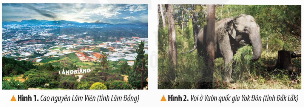 KHỞI ĐỘNGCâu hỏi: Các hình 1, 2 gợi ý cho em biết những điều gì về thiên nhiên vùng Tây Nguyên?Giải chi tiết:Vùng Tây Nguyên đa dạng về tài nguyên rừng với những cao nguyên rộng lớn, nổi tiếng với nuôi voi.KHÁM PHÁ1. VỊ TRÍ ĐỊA LÍCâu hỏi: Đọc thông tin và quan sát hình 3 em hãy:- Xác định vị trí của vùng Tây Nguyên trên lược đồ - Kể tên các vùng và quốc gia tiếp giáp với vùng Tây NguyênGiải chi tiết:- Vùng Tây Nguyên bao gồm năm tình: Kon Tum, Gia Lai, Đăk Lăk, Đăk Nông, Lâm Đồng. Đây là vùng duy nhất nước ta không giáp biển. - Vùng tiếp giáp Tây Nguyên: Nam Bộ, Duyên hải miền Trung.2. ĐẶC ĐIỂM THIÊN NHIÊNa) Địa hìnhCâu hỏi: Đọc thông tin bảng 1 và quan sát hình 3, em hãy kể tên và chi trên lược đồ vị tí các cao nguyên ở vùng Tây Nguyên. Cho biết độ cao trung bình của các cao nguyên đó. Giải chi tiết:Cao nguyên Mơ Nông (500m), cao nguyên Lâm Viên (1500m), cao nguyên Di Linh (1000m)b) Khí hậuCâu 1: Dựa vào bảng 2, em hãy cho biết thời gian mùa mưa và thời gian mùa khô ở Buôn Ma Thuật.Giải chi tiết:Thời gian mùa mưa từ tháng 5- tháng 11. Mùa khô từ tháng 12- tháng 4 năm sau.Câu 2: Đọc thông tin, em hãy nêu đặc điểm chính cua khí hậu ở vùng Tây Nguyên. Giải chi tiết:Vùng Tây Nguyên có nhiệt độ cao quanh năm, trung bình trên 20 độ C, khí hậu có hai mùa rõ rệt là mùa mưa và mùa khô. Mưa tập trung vào vùa mưa, mùa khô xảy ra tình trạng thiếu nước rõ rệt.c) ĐấtCâu hỏi: Đọc thông tin, em hãy cho biết tên và đặc điểm của loại đất chính ở vùng Tây Nguyên.Giải chi tiết:Vùng Tây Nguyên chủ yếu là đất badan, giàu dinh dưỡng thích hợp trồng cây công nghiệp như cà phê, hồ tiêu, cao su,..d) RừngCâu hỏi: Đọc thông tin và quan sát các hình 4, 5, em hãy cho biết:- Tên một số kiểu rừng ở vùng Tây Nguyên.- Vai trò của rừng và một số biện pháp bảo vệ rừng.Giải chi tiết:- Tây Nguyên có 2 kiểu rừng chính: rừng rộng nhiệt đới và rừng khộp- Vai trò của rừng: giúp giảm lũ lụt, cung cấp nhiều sản vật gỗ giá trị phát triển du lịchBiện pháp bảo vệ rừng như:+ Trồng rừng và bảo vệ rừng+ Thành lập các khu bảo tồn thiên nhiên+ Tuyên truyền vận động dân tham gia bảo vệ rừng.LUYỆN TẬPCâu hỏi: Trình bày một số đặc điểm địa hình, khí hậu ở vùng Tây Nguyên.Giải chi tiết:- Tây Nguyên có địa hình cao, rộng lớn bao gồm các cao nguyên xếp tầng cao, thấp khác nhau.- Khí hậu Tây Nguyên có hai mùa rõ rệt: mùa mưa và mùa khô: + Mùa mưa thường có những ngày mưa kéo dài liên miên.+ Mùa khô, trời nắng gay gắt, đất khô vụn bở.VẬN DỤNG