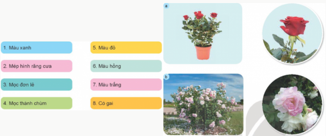 1. MỘT SỐ LOẠI HOA PHỔ BIẾNa) Hoa hồngKhám phá: Em hãy quan sát và mô tả đặc điểm lá, hoa của các loại hoa hồng trong Hình 1 bằng cách sử dụng các thẻ gợi ý sau:Giải chi tiết:Đặc điểm lá, hoa của các loại hoa hồng là:Lá màu xanh, mép lá có hình răng cưa.Hoa có nhiều màu sắc như trắng, hồng, đỏ, xanh... mọc đơn lẻ hoặc thành chùm.Thân cây hoa hồng có gai. Vận dụng: Hãy giới thiệu với các bạn một loại hoa hồng mà em biết.Giải chi tiết:Cây hoa hồng bụi: cây mọc thành bụi thẳng đứng, thân cứng cáp, phát triển thành bụi lớn, thân to, chiều ca từ 0,5m đến 2m. Một số cây hoa hồng bụi mọc dạng thấp tạo lớp phủ mặt đất tốt trong khi những cây khác có tác dụng tốt để tạo thành hàng rào trang trí cảnh quan. b) Hoa đàoKhám phá: Em hãy quan sát Hình 2 và nêu đặc điểm khác nhau giữa hai loại hoa đào trong hình. Em có biết hoa đào thường nở vào mùa nào trong năm?Giải chi tiết:Sự khác nhau giữa đào bích (hình a) và đào phai (hình b) là:Giống nhau: Đào phai và đào bích đều thuộc họ cây đào Prunus persica (peach blossom) - loài cây thân gỗ, có rụng lá và chiều cao trung bình có thể đạt tới 10m.Khác nhau:Đào bích:Hoa rải đều khắp các cành, kể cả cành tăm nhỏ xíu.Hoa kép, có màu đỏ thắm.Đào phai:Hoa màu nhạt, phơn phớt hồng.Có loại cánh kép, có loại cánh đơn, trông mỏng manh và thanh nha.Hoa đào thường nở vào mùa xuân. c) Hoa maiKhám phá: Em hãy quan sát Hình 3 và nêu đặc điểm của hoa mai.Giải chi tiết:Đặc điểm của hoa mai là:Dáng vẻ thanh cao, thuộc loại cây đa niênCây thân gỗ, nên thân cứng cáp, cành hơi giòn nhưng vẫn có thể uốn để tạo dáng cây. Thân cây xù xì và nhiều cành nhiều nhánh.Lá mai vàng là lá đơn, mọc xen kẽ so le, có phiến lá dạng hình trứng thuôn dài. Lá có màu xanh biếc nhưng mặt dưới của lá màu hơi ánh vàng.Hoa mai vàng là loại hoa lưỡng tính. Hoa mọc ra từ các nách lá và tạo thành từng chùm. Vận dụng: Hãy giới thiệu với bạn về một số loại hoa thường được trưng bày trong dịp tết Nguyên đán của Việt Nam.Giải chi tiết:Một số loại hoa thường được trưng bày trong dịp tết Nguyên đán của Việt Nam là:Hoa đào.Hoa mai. d) Hoa senKhám phá: Em hãy quan sát Hình 4 và mô tả đặc điểm của cây hoa sen.Giải chi tiết:Đặc điểm của cây hoa sen là:Cây hoa sen sống dưới nước.Hoa nở vào mùa hè.Cánh hoa thường có màu hồng, màu trắng, màu vàng.Nhị hoa có màu vàng. Thực hành: Đọc và cho biết, câu ca dao sau mô tả những bộ phận nào của cây hoa sen: Trong đầm gì đẹp bằng sen/ Lá xanh, bông trắng lại chen nhị vàng...