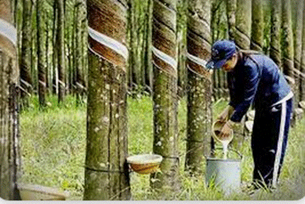 KHỞI ĐỘNGCâu hỏi: Dựa vào các hình 1, 2 em hãy cho biết một số hoạt động kinh tế chủ yếu ở vùng Tây Nguyên.Giải chi tiết: - Hoạt động chủ yếu ở vùng là trồng cây công nghiệp và vận hành nhà máy thủy điện.- Là vùng chuyên canh cây công nghiệp lớn.- Cây công nghiệp lâu năm phát triển khá nhanh với cây cà phê, cao su, chè, điều.→ Phát triển theo hướng sản xuất hàng hóa phục vụ xuất khẩu và cung cấp nguyên liệu cho công nghiệp chế biến.KHÁM PHÁ1. DÂN CƯCâu 1: Đọc thông tin và quan sát hình 3, em hãy kể tên một số dân tộc ở vùng Tây Nguyên.Giải chi tiết:Một số dân tộc : Ê đê, Ba Na, Mạ,..Câu 2: Đọc bảng thông tin, em hãy so sánh mật độ dân số của vùng Tây Nguyên với các vùng khác.Giải chi tiết:Vùng Tây Nguyên có mật độ dân số thấp nhất so với vùng khác. Người dân thường sống tập trung thành các buôn làng cùng nhau.2. MỘT SỐ HOẠT ĐỘNG KINH TẾ CHỦ YẾUa) Trồng cây công nghiệpCâu hỏi: Đọc thông tin và quan sát các hình 4, 5, em hãy:- Kể tên các loại cây công nghiệp được trồng nhiều ở vùng Tây Nguyên.- Xác định trên lược đồ những nơi trồng nhiều các loại cây đó.Giải chi tiết:- Các loại cây công nghiệp ở Tây Nguyên như: Cao su, cà phê, hồ tiêu, chè,..- Đắk Lắk trồng cao su, chè, hồ tiêu; Kon Tum trồng cà phê, cao su,..b) Chăn nuôi gia súcCâu hỏi: Đọc thông tin và quan sát hình 5, em hãy:- Xác định trên lược đồ những nơi nuôi nhiều trâu, bò và lợn ở vùng Tây Nguyên.- Giải thích vì sao trâu, bò được nuôi nhiều ở vùng Tây Nguyên.Giải chi tiết:- Trâu, bò được nuôi nhiều ở tỉnh Gia Lai và tỉnh Đắk Lắk. Lợn được nuôi nhiều ở Đắk Lắk.- Trâu, bồ được nuôi nhiều do có đồng cỏ tự nhiên và khí hậu thuận lợi.c) Phát triển thủy điệnCâu hỏi: Đọc thông tin và quan sát hình 5, em hãy:- Kể tên và chỉ trên lược đồ một số nhà máy thủy điện ở vùng Tây Nguyên.- Giải thích vì sao vùng Tây Nguyên có nhiều nhà máy thủy điện.Giải chi tiết:- Một số nhà máy thủy điện như: Sê San, Đồng Nai,..- Sông ngòi ở vùng chảy qua nhiều bậc địa hình có độ dốc lớn nên có khả năng phát triển thủy điện.LUYỆN TẬPCâu 1: Dựa vào bảng mật độ dân số các vùng ở nước ta năm 2020, hãy sắp xếp mật độ dân số các vùng theo thứ tự từ cao xuống thấp. Giải chi tiết:Sắp xếp mật độ dân số các vùng theo thứ tự từ cao xuống thấp: Đồng bằng Bắc Bộ => Nam Bộ => Duyên hải miền Trung => Trung du và miền núi Bắc Bộ => Tây Nguyên.Câu 2: Chọn ý ở cột A sao cho phù hợp với ý ở cột B và ghi kết quả vào vở.Giải chi tiết:1 - c2 - a3 - bVẬN DỤNG