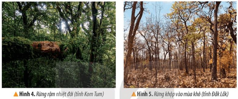 KHỞI ĐỘNGCâu hỏi: Các hình 1, 2 gợi ý cho em biết những điều gì về thiên nhiên vùng Tây Nguyên?Giải chi tiết:Vùng Tây Nguyên đa dạng về tài nguyên rừng với những cao nguyên rộng lớn, nổi tiếng với nuôi voi.KHÁM PHÁ1. VỊ TRÍ ĐỊA LÍCâu hỏi: Đọc thông tin và quan sát hình 3 em hãy:- Xác định vị trí của vùng Tây Nguyên trên lược đồ - Kể tên các vùng và quốc gia tiếp giáp với vùng Tây NguyênGiải chi tiết:- Vùng Tây Nguyên bao gồm năm tình: Kon Tum, Gia Lai, Đăk Lăk, Đăk Nông, Lâm Đồng. Đây là vùng duy nhất nước ta không giáp biển. - Vùng tiếp giáp Tây Nguyên: Nam Bộ, Duyên hải miền Trung.2. ĐẶC ĐIỂM THIÊN NHIÊNa) Địa hìnhCâu hỏi: Đọc thông tin bảng 1 và quan sát hình 3, em hãy kể tên và chi trên lược đồ vị tí các cao nguyên ở vùng Tây Nguyên. Cho biết độ cao trung bình của các cao nguyên đó. Giải chi tiết:Cao nguyên Mơ Nông (500m), cao nguyên Lâm Viên (1500m), cao nguyên Di Linh (1000m)b) Khí hậuCâu 1: Dựa vào bảng 2, em hãy cho biết thời gian mùa mưa và thời gian mùa khô ở Buôn Ma Thuật.Giải chi tiết:Thời gian mùa mưa từ tháng 5- tháng 11. Mùa khô từ tháng 12- tháng 4 năm sau.Câu 2: Đọc thông tin, em hãy nêu đặc điểm chính cua khí hậu ở vùng Tây Nguyên. Giải chi tiết:Vùng Tây Nguyên có nhiệt độ cao quanh năm, trung bình trên 20 độ C, khí hậu có hai mùa rõ rệt là mùa mưa và mùa khô. Mưa tập trung vào vùa mưa, mùa khô xảy ra tình trạng thiếu nước rõ rệt.c) ĐấtCâu hỏi: Đọc thông tin, em hãy cho biết tên và đặc điểm của loại đất chính ở vùng Tây Nguyên.Giải chi tiết:Vùng Tây Nguyên chủ yếu là đất badan, giàu dinh dưỡng thích hợp trồng cây công nghiệp như cà phê, hồ tiêu, cao su,..d) RừngCâu hỏi: Đọc thông tin và quan sát các hình 4, 5, em hãy cho biết:- Tên một số kiểu rừng ở vùng Tây Nguyên.- Vai trò của rừng và một số biện pháp bảo vệ rừng.Giải chi tiết:- Tây Nguyên có 2 kiểu rừng chính: rừng rộng nhiệt đới và rừng khộp- Vai trò của rừng: giúp giảm lũ lụt, cung cấp nhiều sản vật gỗ giá trị phát triển du lịchBiện pháp bảo vệ rừng như:+ Trồng rừng và bảo vệ rừng+ Thành lập các khu bảo tồn thiên nhiên+ Tuyên truyền vận động dân tham gia bảo vệ rừng.LUYỆN TẬPCâu hỏi: Trình bày một số đặc điểm địa hình, khí hậu ở vùng Tây Nguyên.Giải chi tiết:- Tây Nguyên có địa hình cao, rộng lớn bao gồm các cao nguyên xếp tầng cao, thấp khác nhau.- Khí hậu Tây Nguyên có hai mùa rõ rệt: mùa mưa và mùa khô: + Mùa mưa thường có những ngày mưa kéo dài liên miên.+ Mùa khô, trời nắng gay gắt, đất khô vụn bở.VẬN DỤNG