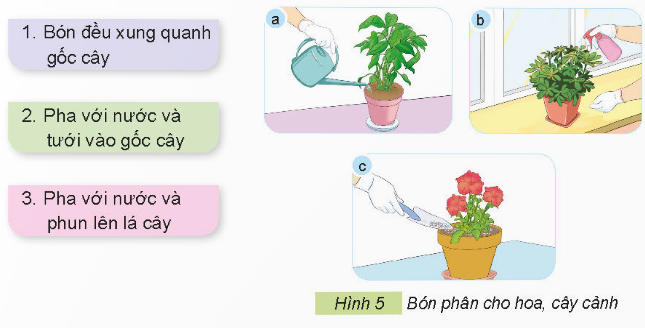 2. TƯỚI NƯỚC CHO HOA, CÂY CẢNHKhám phá: Quan sát Hình 3, cho biết cây đủ nước và cây thiếu nước khác nhau như thế nào?Giải chi tiết:Cây đủ nước: Lá cây xanh tốt, phát triển đều.Cây thiếu nước: Lá cây nhăn nheo, héo rũ và rụng dần. Khám phá: Em hãy sử dụng các thẻ dưới đây để gọi tên các cách tưới nước cho hoa, cây cảnh trong Hình 4 cho phù hợp.Giải chi tiết:Các cách tưới nước cho hoa, cây cảnh là:a. Tưới nước bằng bình xịt.b. Tưới nước bằng bình tưới cây.c. Tưới nước bằng hệ thống tưới nhỏ giọt. Thực hành: Hãy chia sẻ với bạn một số cách tưới nước cho hoa, cây cảnh mà em biết.Giải chi tiết:Một số cách tưới nước cho hoa, cây cảnh là:Tưới nước bằng bình xịt cầm tay.Tưới nước bằng vòi xịt lớn.Tưới nước bằng hệ thống tự động. 3. BÓN PHÂN CHO HOA, CÂY CẢNHKhám phá: Em hãy sử dụng các thẻ dưới đây để gọi tên cách bón phân cho hoa, cây cảnh tương ứng với mỗi ảnh trong Hình 5.Giải chi tiết:a. Pha với nước và tưới vào gốc cây.b. Pha với nước và phun lên lá cây.c. Bón đều xung quanh gốc cây. Ý tưởng sáng tạo: Thảo luận với bạn và cho biết vì sao phải bón phân cho hoa, cây cảnh?Giải chi tiết:Phải bón phân cho hoa, cây cảnh vì bón phân là một bước quan trọng trong kỹ thuật trồng cây và chăm sóc hoa cảnh, nếu được bón phân đúng cách, cây cảnh sẽ tươi, đẹp và ra hoa, ra lá nhiều hơn. Vận dụng: Em hãy chia sẻ với bạn cách bón phân cho một loại hoa, cây cảnh mà em biết.Giải chi tiết:Cách bón phân cho cây hoa hồng:Giai đoạn 1: Bón lót trước khi trồng cây conSử dụng các loại phân hữu cơ, ưu tiên phân xanh, phân rác, phân chuồng hoai mục.Giai đoạn 2: Bón thúc 15 - 20 sau khi xuống cây conSử dụng đạm ure, tạo rãnh, bón cách gốc 5 - 7cm hoặc hòa tan đạm vào nước rồi phun trực tiếp.Giai đoạn 3: Thời kỳ cây bắt đầu ra nụDùng phân vô cơ NPK có tỷ lệ kali cao hơn, không cần dùng kích rễ.Bón cách gốc cây 5 - 7cm, duy trì tưới nước.Giai đoạn 4: Lúc hoa gần tànBổ sung phân NPK có hàm lượng lân cao hơn.Giai đoạn 5: Sau khi hoa tànTiến hành cắt tỉa bỏ đi hoa tàn kích thích mầm mới phát triển.Bón phân giàu hàm lượng đạm, không dùng kèm kích rễ.