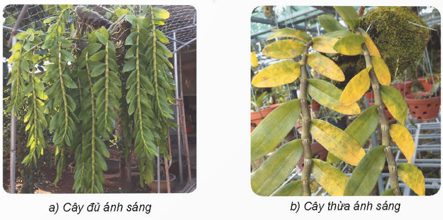 2. TƯỚI NƯỚC CHO HOA, CÂY CẢNHKhám phá: Quan sát Hình 3, cho biết cây đủ nước và cây thiếu nước khác nhau như thế nào?Giải chi tiết:Cây đủ nước: Lá cây xanh tốt, phát triển đều.Cây thiếu nước: Lá cây nhăn nheo, héo rũ và rụng dần. Khám phá: Em hãy sử dụng các thẻ dưới đây để gọi tên các cách tưới nước cho hoa, cây cảnh trong Hình 4 cho phù hợp.Giải chi tiết:Các cách tưới nước cho hoa, cây cảnh là:a. Tưới nước bằng bình xịt.b. Tưới nước bằng bình tưới cây.c. Tưới nước bằng hệ thống tưới nhỏ giọt. Thực hành: Hãy chia sẻ với bạn một số cách tưới nước cho hoa, cây cảnh mà em biết.Giải chi tiết:Một số cách tưới nước cho hoa, cây cảnh là:Tưới nước bằng bình xịt cầm tay.Tưới nước bằng vòi xịt lớn.Tưới nước bằng hệ thống tự động. 3. BÓN PHÂN CHO HOA, CÂY CẢNHKhám phá: Em hãy sử dụng các thẻ dưới đây để gọi tên cách bón phân cho hoa, cây cảnh tương ứng với mỗi ảnh trong Hình 5.Giải chi tiết:a. Pha với nước và tưới vào gốc cây.b. Pha với nước và phun lên lá cây.c. Bón đều xung quanh gốc cây. Ý tưởng sáng tạo: Thảo luận với bạn và cho biết vì sao phải bón phân cho hoa, cây cảnh?Giải chi tiết:Phải bón phân cho hoa, cây cảnh vì bón phân là một bước quan trọng trong kỹ thuật trồng cây và chăm sóc hoa cảnh, nếu được bón phân đúng cách, cây cảnh sẽ tươi, đẹp và ra hoa, ra lá nhiều hơn. Vận dụng: Em hãy chia sẻ với bạn cách bón phân cho một loại hoa, cây cảnh mà em biết.Giải chi tiết:Cách bón phân cho cây hoa hồng:Giai đoạn 1: Bón lót trước khi trồng cây conSử dụng các loại phân hữu cơ, ưu tiên phân xanh, phân rác, phân chuồng hoai mục.Giai đoạn 2: Bón thúc 15 - 20 sau khi xuống cây conSử dụng đạm ure, tạo rãnh, bón cách gốc 5 - 7cm hoặc hòa tan đạm vào nước rồi phun trực tiếp.Giai đoạn 3: Thời kỳ cây bắt đầu ra nụDùng phân vô cơ NPK có tỷ lệ kali cao hơn, không cần dùng kích rễ.Bón cách gốc cây 5 - 7cm, duy trì tưới nước.Giai đoạn 4: Lúc hoa gần tànBổ sung phân NPK có hàm lượng lân cao hơn.Giai đoạn 5: Sau khi hoa tànTiến hành cắt tỉa bỏ đi hoa tàn kích thích mầm mới phát triển.Bón phân giàu hàm lượng đạm, không dùng kèm kích rễ.