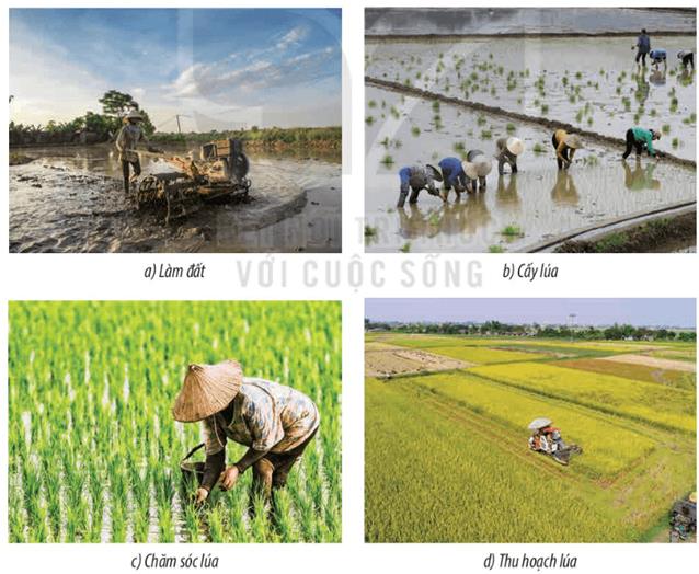 KHỞI ĐỘNGCâu hỏi: Những câu thơ sau giúp em liên tưởng đến hoạt động sản xuất nào ở vùng Đồng bằng Bắc Bộ: Hạt gạo làng tacó vị phù sacủa sông Kinh Thầy