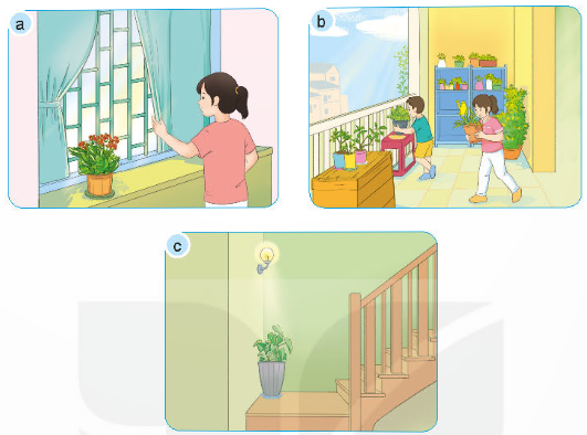 2. TƯỚI NƯỚC CHO HOA, CÂY CẢNHKhám phá: Quan sát Hình 3, cho biết cây đủ nước và cây thiếu nước khác nhau như thế nào?Giải chi tiết:Cây đủ nước: Lá cây xanh tốt, phát triển đều.Cây thiếu nước: Lá cây nhăn nheo, héo rũ và rụng dần. Khám phá: Em hãy sử dụng các thẻ dưới đây để gọi tên các cách tưới nước cho hoa, cây cảnh trong Hình 4 cho phù hợp.Giải chi tiết:Các cách tưới nước cho hoa, cây cảnh là:a. Tưới nước bằng bình xịt.b. Tưới nước bằng bình tưới cây.c. Tưới nước bằng hệ thống tưới nhỏ giọt. Thực hành: Hãy chia sẻ với bạn một số cách tưới nước cho hoa, cây cảnh mà em biết.Giải chi tiết:Một số cách tưới nước cho hoa, cây cảnh là:Tưới nước bằng bình xịt cầm tay.Tưới nước bằng vòi xịt lớn.Tưới nước bằng hệ thống tự động. 3. BÓN PHÂN CHO HOA, CÂY CẢNHKhám phá: Em hãy sử dụng các thẻ dưới đây để gọi tên cách bón phân cho hoa, cây cảnh tương ứng với mỗi ảnh trong Hình 5.Giải chi tiết:a. Pha với nước và tưới vào gốc cây.b. Pha với nước và phun lên lá cây.c. Bón đều xung quanh gốc cây. Ý tưởng sáng tạo: Thảo luận với bạn và cho biết vì sao phải bón phân cho hoa, cây cảnh?Giải chi tiết:Phải bón phân cho hoa, cây cảnh vì bón phân là một bước quan trọng trong kỹ thuật trồng cây và chăm sóc hoa cảnh, nếu được bón phân đúng cách, cây cảnh sẽ tươi, đẹp và ra hoa, ra lá nhiều hơn. Vận dụng: Em hãy chia sẻ với bạn cách bón phân cho một loại hoa, cây cảnh mà em biết.Giải chi tiết:Cách bón phân cho cây hoa hồng:Giai đoạn 1: Bón lót trước khi trồng cây conSử dụng các loại phân hữu cơ, ưu tiên phân xanh, phân rác, phân chuồng hoai mục.Giai đoạn 2: Bón thúc 15 - 20 sau khi xuống cây conSử dụng đạm ure, tạo rãnh, bón cách gốc 5 - 7cm hoặc hòa tan đạm vào nước rồi phun trực tiếp.Giai đoạn 3: Thời kỳ cây bắt đầu ra nụDùng phân vô cơ NPK có tỷ lệ kali cao hơn, không cần dùng kích rễ.Bón cách gốc cây 5 - 7cm, duy trì tưới nước.Giai đoạn 4: Lúc hoa gần tànBổ sung phân NPK có hàm lượng lân cao hơn.Giai đoạn 5: Sau khi hoa tànTiến hành cắt tỉa bỏ đi hoa tàn kích thích mầm mới phát triển.Bón phân giàu hàm lượng đạm, không dùng kèm kích rễ.