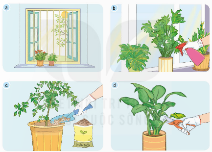 2. TƯỚI NƯỚC CHO HOA, CÂY CẢNHKhám phá: Quan sát Hình 3, cho biết cây đủ nước và cây thiếu nước khác nhau như thế nào?Giải chi tiết:Cây đủ nước: Lá cây xanh tốt, phát triển đều.Cây thiếu nước: Lá cây nhăn nheo, héo rũ và rụng dần. Khám phá: Em hãy sử dụng các thẻ dưới đây để gọi tên các cách tưới nước cho hoa, cây cảnh trong Hình 4 cho phù hợp.Giải chi tiết:Các cách tưới nước cho hoa, cây cảnh là:a. Tưới nước bằng bình xịt.b. Tưới nước bằng bình tưới cây.c. Tưới nước bằng hệ thống tưới nhỏ giọt. Thực hành: Hãy chia sẻ với bạn một số cách tưới nước cho hoa, cây cảnh mà em biết.Giải chi tiết:Một số cách tưới nước cho hoa, cây cảnh là:Tưới nước bằng bình xịt cầm tay.Tưới nước bằng vòi xịt lớn.Tưới nước bằng hệ thống tự động. 3. BÓN PHÂN CHO HOA, CÂY CẢNHKhám phá: Em hãy sử dụng các thẻ dưới đây để gọi tên cách bón phân cho hoa, cây cảnh tương ứng với mỗi ảnh trong Hình 5.Giải chi tiết:a. Pha với nước và tưới vào gốc cây.b. Pha với nước và phun lên lá cây.c. Bón đều xung quanh gốc cây. Ý tưởng sáng tạo: Thảo luận với bạn và cho biết vì sao phải bón phân cho hoa, cây cảnh?Giải chi tiết:Phải bón phân cho hoa, cây cảnh vì bón phân là một bước quan trọng trong kỹ thuật trồng cây và chăm sóc hoa cảnh, nếu được bón phân đúng cách, cây cảnh sẽ tươi, đẹp và ra hoa, ra lá nhiều hơn. Vận dụng: Em hãy chia sẻ với bạn cách bón phân cho một loại hoa, cây cảnh mà em biết.Giải chi tiết:Cách bón phân cho cây hoa hồng:Giai đoạn 1: Bón lót trước khi trồng cây conSử dụng các loại phân hữu cơ, ưu tiên phân xanh, phân rác, phân chuồng hoai mục.Giai đoạn 2: Bón thúc 15 - 20 sau khi xuống cây conSử dụng đạm ure, tạo rãnh, bón cách gốc 5 - 7cm hoặc hòa tan đạm vào nước rồi phun trực tiếp.Giai đoạn 3: Thời kỳ cây bắt đầu ra nụDùng phân vô cơ NPK có tỷ lệ kali cao hơn, không cần dùng kích rễ.Bón cách gốc cây 5 - 7cm, duy trì tưới nước.Giai đoạn 4: Lúc hoa gần tànBổ sung phân NPK có hàm lượng lân cao hơn.Giai đoạn 5: Sau khi hoa tànTiến hành cắt tỉa bỏ đi hoa tàn kích thích mầm mới phát triển.Bón phân giàu hàm lượng đạm, không dùng kèm kích rễ.