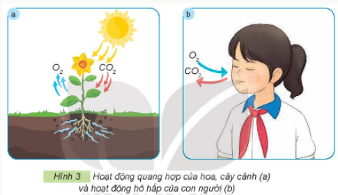 1. TRANG TRÍ CẢNH QUANKhám phá: Hãy quan sát Hình 1 và cho biết hoa, cây cảnh được trang trí ở những nơi nào bằng những cách sử dụng các thẻ gợi ý dưới đâyGiải chi tiết:Cây cảnh được trang trí ở những nơi như:Trường học.Công viên.Đường phố.Văn phòng. Thực hành: Hãy chia sẻ với bạn về những nơi được trang trí bằng hoa, cây cảnh mà em biết.Giải chi tiết:Những nơi được trang trí bằng hoa, cây cảnh mà em biết làTrung tâm thương mại.Nhà ở.Sân vườn. Ý tưởng sáng tạo: Hãy suy nghĩ và chia sẻ với các bạn ý tưởng dùng hoa, cây cảnh để trang trí trong căn phòng hoặc ngôi nhà em đang ở.Giải chi tiết:Đặt hoa vào chai hoặc lọ và treo chúng bằng dây trên tường.Trồng những bụi cây phỉ thúy trước hiên nhà.Sử dụng những loại cây cung cấp oxi để trong phòng ngủ. 2. LÀM SẠCH KHÔNG KHÍKhám phá: Em hãy sử dụng các thẻ dưới đây để gọi tên các loại hoa, cây cảnh có khả năng làm sạch không khí trong Hình 2.Giải chi tiết:Tên các loại hoa, cây cảnh có khả năng làm sạch không khí làCây kim tiền.Cây ngọc ngân.Cây nha đam.Cây lan ý.Cây lưỡi hổ.Cây vạn niên thanh. Thực hành: Kể thêm một số loại hoa, cây cảnh có khả năng làm sạch không khí mà em biết.Giải chi tiết:Một số loại hoa, cây cảnh có khả năng làm sạch không khí là:Hoa nhài.Cây dên nhện.Cây hương thảo.Cây thường xuân.Hoa oải hương.Cây trầu bà.Hoa đỗ quyên. Ý tưởng sáng tạo: Thảo luận với bạn và đề xuất ý tưởng trồng một loại hoa, cây cảnh có khả năng làm sạch không khí trong khuôn viên trường học của em.Giải chi tiết:Cây tòng lá đốm - Cây trồng bồn hoa trường học giúp thanh lọc không khíLá của loài cây này có màu sắc bắt mắt và sặc sỡ nên chúng rất được ưa chuộng làm cây cảnh quan trang trí. Với đặc điểm này chúng giúp tạo nên một không gian thêm tươi sáng và sống động.Cây cô tòng phát triển tốt nhất ở nơi thoáng mát đất có đủ độ ẩm. Cây được trồng nơi có nhiều ánh nắng hoặc bán phần thì sẽ càng xanh tốt. Ngoài ra theo như khoa học cây Cô tòng còn có khả năng đào thải và lọc được khí độc hại, làm sạch không khí xung quanh chúng. 3. CUNG CẤP OXYGEN (O2) CHO CON NGƯỜIKhám phá:Câu 1. Quan sát Hình 3 và tìm từ hoặc cụm từ thích hợp thay cho các số trong các câu:Hoạt động quang hợp của hoa, cây cảnh đã lấy khí (1) từ không khí và tạo ra khí (2).Hoạt động hô hấp (hít thở) của con người đã lấy khí (3) từ không khí và thải ra khí (4).Giải chi tiết: (1) carbon dioxie (CO2)  (2) oxygen (O2)(3) oxygen (O2)(4) carbon dioxie (CO2) Câu 2. Hình 3 thể hiện vai trò gì của hoa, cây cảnh đối với con người?Giải chi tiết:Vai trò của hoa, cây cảnh đối với con người là: Khi cây quang hợp sẽ lấy khí carbon dioxide (CO2) từ không khí và tạo ra oxygen cung cấp hoạt động hô hấp của con người. 4. THỂ HIỆN TÌNH CẢM