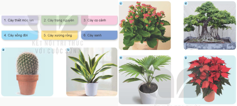 1. MỘT SỐ LOẠI HOA PHỔ BIẾNa) Hoa hồngKhám phá: Em hãy quan sát và mô tả đặc điểm lá, hoa của các loại hoa hồng trong Hình 1 bằng cách sử dụng các thẻ gợi ý sau:Giải chi tiết:Đặc điểm lá, hoa của các loại hoa hồng là:Lá màu xanh, mép lá có hình răng cưa.Hoa có nhiều màu sắc như trắng, hồng, đỏ, xanh... mọc đơn lẻ hoặc thành chùm.Thân cây hoa hồng có gai. Vận dụng: Hãy giới thiệu với các bạn một loại hoa hồng mà em biết.Giải chi tiết:Cây hoa hồng bụi: cây mọc thành bụi thẳng đứng, thân cứng cáp, phát triển thành bụi lớn, thân to, chiều ca từ 0,5m đến 2m. Một số cây hoa hồng bụi mọc dạng thấp tạo lớp phủ mặt đất tốt trong khi những cây khác có tác dụng tốt để tạo thành hàng rào trang trí cảnh quan. b) Hoa đàoKhám phá: Em hãy quan sát Hình 2 và nêu đặc điểm khác nhau giữa hai loại hoa đào trong hình. Em có biết hoa đào thường nở vào mùa nào trong năm?Giải chi tiết:Sự khác nhau giữa đào bích (hình a) và đào phai (hình b) là:Giống nhau: Đào phai và đào bích đều thuộc họ cây đào Prunus persica (peach blossom) - loài cây thân gỗ, có rụng lá và chiều cao trung bình có thể đạt tới 10m.Khác nhau:Đào bích:Hoa rải đều khắp các cành, kể cả cành tăm nhỏ xíu.Hoa kép, có màu đỏ thắm.Đào phai:Hoa màu nhạt, phơn phớt hồng.Có loại cánh kép, có loại cánh đơn, trông mỏng manh và thanh nha.Hoa đào thường nở vào mùa xuân. c) Hoa maiKhám phá: Em hãy quan sát Hình 3 và nêu đặc điểm của hoa mai.Giải chi tiết:Đặc điểm của hoa mai là:Dáng vẻ thanh cao, thuộc loại cây đa niênCây thân gỗ, nên thân cứng cáp, cành hơi giòn nhưng vẫn có thể uốn để tạo dáng cây. Thân cây xù xì và nhiều cành nhiều nhánh.Lá mai vàng là lá đơn, mọc xen kẽ so le, có phiến lá dạng hình trứng thuôn dài. Lá có màu xanh biếc nhưng mặt dưới của lá màu hơi ánh vàng.Hoa mai vàng là loại hoa lưỡng tính. Hoa mọc ra từ các nách lá và tạo thành từng chùm. Vận dụng: Hãy giới thiệu với bạn về một số loại hoa thường được trưng bày trong dịp tết Nguyên đán của Việt Nam.Giải chi tiết:Một số loại hoa thường được trưng bày trong dịp tết Nguyên đán của Việt Nam là:Hoa đào.Hoa mai. d) Hoa senKhám phá: Em hãy quan sát Hình 4 và mô tả đặc điểm của cây hoa sen.Giải chi tiết:Đặc điểm của cây hoa sen là:Cây hoa sen sống dưới nước.Hoa nở vào mùa hè.Cánh hoa thường có màu hồng, màu trắng, màu vàng.Nhị hoa có màu vàng. Thực hành: Đọc và cho biết, câu ca dao sau mô tả những bộ phận nào của cây hoa sen: Trong đầm gì đẹp bằng sen/ Lá xanh, bông trắng lại chen nhị vàng...