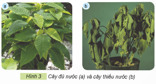 2. TƯỚI NƯỚC CHO HOA, CÂY CẢNHKhám phá: Quan sát Hình 3, cho biết cây đủ nước và cây thiếu nước khác nhau như thế nào?Giải chi tiết:Cây đủ nước: Lá cây xanh tốt, phát triển đều.Cây thiếu nước: Lá cây nhăn nheo, héo rũ và rụng dần. Khám phá: Em hãy sử dụng các thẻ dưới đây để gọi tên các cách tưới nước cho hoa, cây cảnh trong Hình 4 cho phù hợp.Giải chi tiết:Các cách tưới nước cho hoa, cây cảnh là:a. Tưới nước bằng bình xịt.b. Tưới nước bằng bình tưới cây.c. Tưới nước bằng hệ thống tưới nhỏ giọt. Thực hành: Hãy chia sẻ với bạn một số cách tưới nước cho hoa, cây cảnh mà em biết.Giải chi tiết:Một số cách tưới nước cho hoa, cây cảnh là:Tưới nước bằng bình xịt cầm tay.Tưới nước bằng vòi xịt lớn.Tưới nước bằng hệ thống tự động. 3. BÓN PHÂN CHO HOA, CÂY CẢNHKhám phá: Em hãy sử dụng các thẻ dưới đây để gọi tên cách bón phân cho hoa, cây cảnh tương ứng với mỗi ảnh trong Hình 5.Giải chi tiết:a. Pha với nước và tưới vào gốc cây.b. Pha với nước và phun lên lá cây.c. Bón đều xung quanh gốc cây. Ý tưởng sáng tạo: Thảo luận với bạn và cho biết vì sao phải bón phân cho hoa, cây cảnh?Giải chi tiết:Phải bón phân cho hoa, cây cảnh vì bón phân là một bước quan trọng trong kỹ thuật trồng cây và chăm sóc hoa cảnh, nếu được bón phân đúng cách, cây cảnh sẽ tươi, đẹp và ra hoa, ra lá nhiều hơn. Vận dụng: Em hãy chia sẻ với bạn cách bón phân cho một loại hoa, cây cảnh mà em biết.Giải chi tiết:Cách bón phân cho cây hoa hồng:Giai đoạn 1: Bón lót trước khi trồng cây conSử dụng các loại phân hữu cơ, ưu tiên phân xanh, phân rác, phân chuồng hoai mục.Giai đoạn 2: Bón thúc 15 - 20 sau khi xuống cây conSử dụng đạm ure, tạo rãnh, bón cách gốc 5 - 7cm hoặc hòa tan đạm vào nước rồi phun trực tiếp.Giai đoạn 3: Thời kỳ cây bắt đầu ra nụDùng phân vô cơ NPK có tỷ lệ kali cao hơn, không cần dùng kích rễ.Bón cách gốc cây 5 - 7cm, duy trì tưới nước.Giai đoạn 4: Lúc hoa gần tànBổ sung phân NPK có hàm lượng lân cao hơn.Giai đoạn 5: Sau khi hoa tànTiến hành cắt tỉa bỏ đi hoa tàn kích thích mầm mới phát triển.Bón phân giàu hàm lượng đạm, không dùng kèm kích rễ.