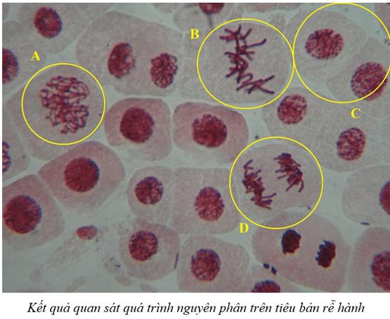 1. Mục đích