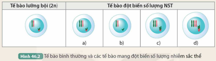 I. KHÁI NIỆM ĐỘT BIẾN NHIỄM SẮC THỂ