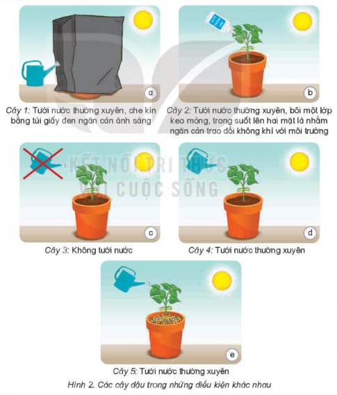 2. Sự kì diệu của lá cây