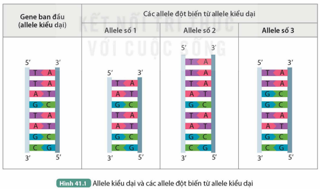 I. KHÁI NIỆM ĐỘT BIẾN GENE