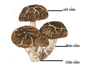 MỞ ĐẦU