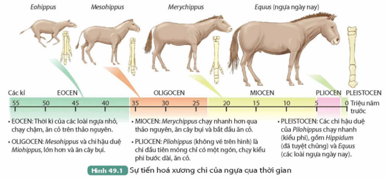 I. KHÁI NIỆM TIẾN HÓA