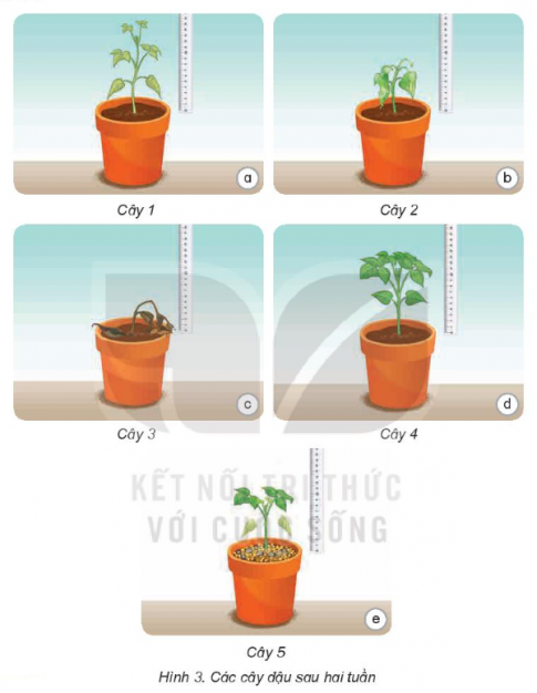 2. Sự kì diệu của lá cây