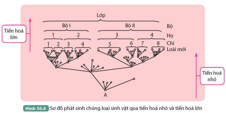 I. QUAN ĐIỂM CỦA LAMARCK VỀ CƠ CHẾ TIẾN HÓA