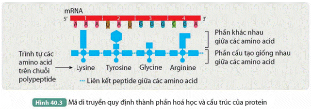 I. MÃ DI TRUYỀN LÀ GÌ?