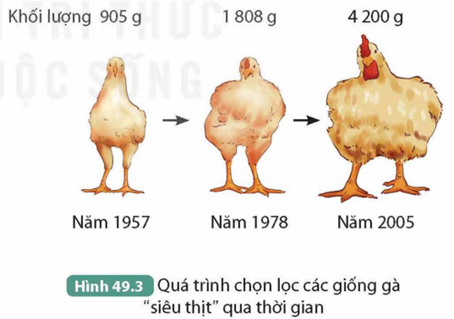 I. KHÁI NIỆM TIẾN HÓA