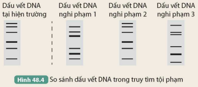 I. ỨNG DỤNG CÔNG NGHỆ DI TRUYỀN TRONG NÔNG NGHIỆP