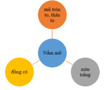 MỞ ĐẦU