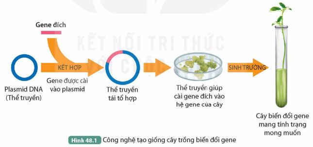 I. ỨNG DỤNG CÔNG NGHỆ DI TRUYỀN TRONG NÔNG NGHIỆP