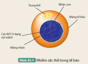 I. NHIỄM SẮC THỂ