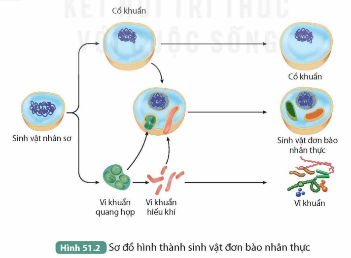 I. CÁC GIAI ĐOẠN PHÁT SINH VÀ PHÁT TRIỂN SỰ SỐNG TRÊN TRÁI ĐẤT