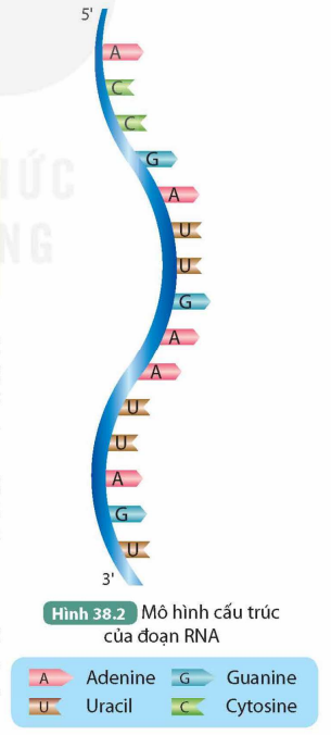 I. KHÁI NIỆM NUCLEIC ACID