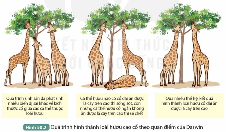 I. QUAN ĐIỂM CỦA LAMARCK VỀ CƠ CHẾ TIẾN HÓA