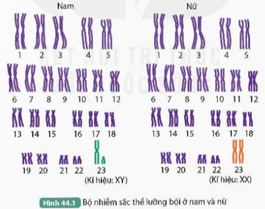 I. NHIỄM SẮC THỂ THƯỜNG VÀ NHIỄM SẮC THỂ GIỚI TÍNH
