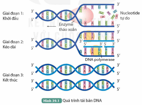 I. QUÁ TRÌNH TÁI BẢN DNA