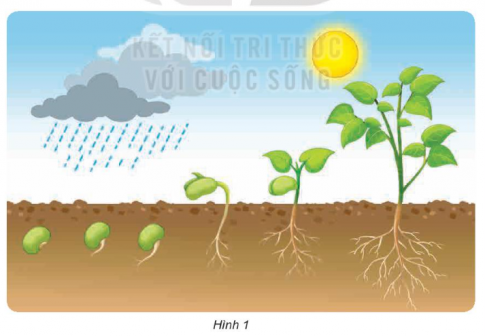 2. Sự kì diệu của lá cây