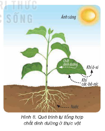 2. Sự kì diệu của lá cây