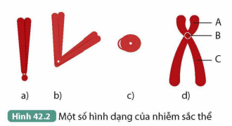 I. NHIỄM SẮC THỂ