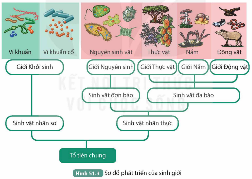 I. CÁC GIAI ĐOẠN PHÁT SINH VÀ PHÁT TRIỂN SỰ SỐNG TRÊN TRÁI ĐẤT
