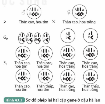 I. NGUYÊN PHÂN