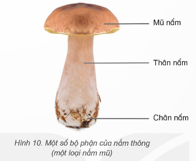 MỞ ĐẦU
